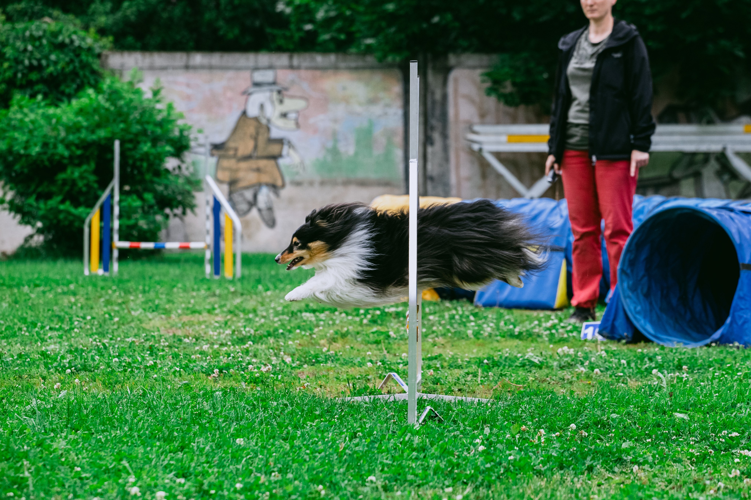 Соревнования по аджилити Долгопрудный 30.06.2025. Фотограф-анималист Татьяна Степанова