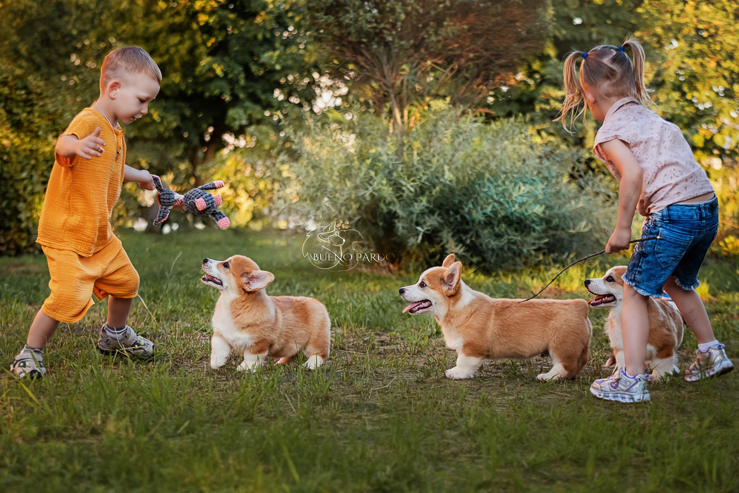 Щенки вельш корги пемброк из питомника. Питомник собак Акита, Хаски, Корги