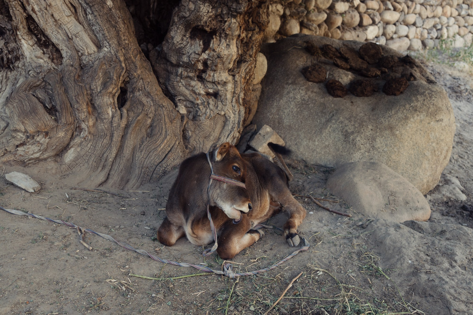 Uzbekistan daily. Commerce & art photographer