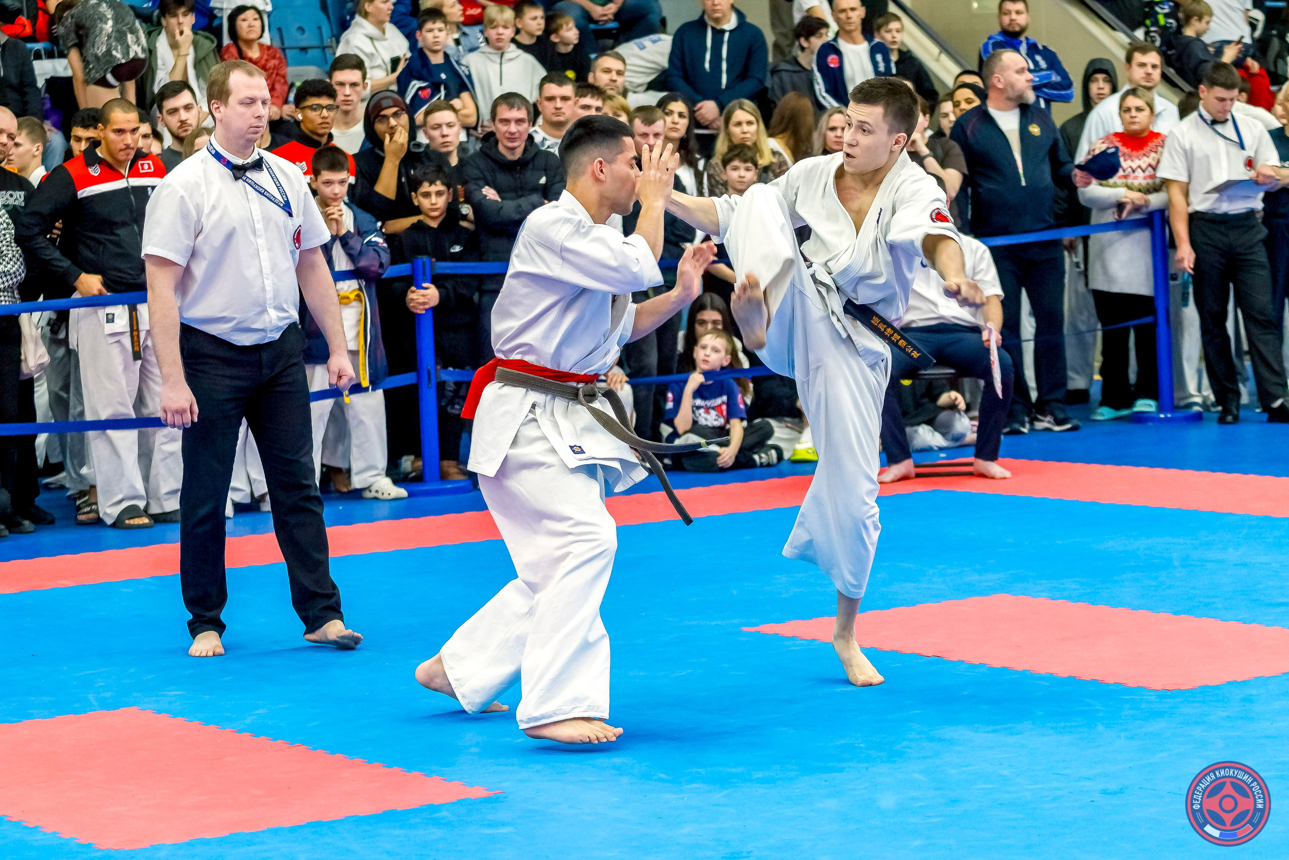 Международный турнир по киокушин «Открытый кубок Seiken». Репортажная съемка в Москве и области. Анималистика