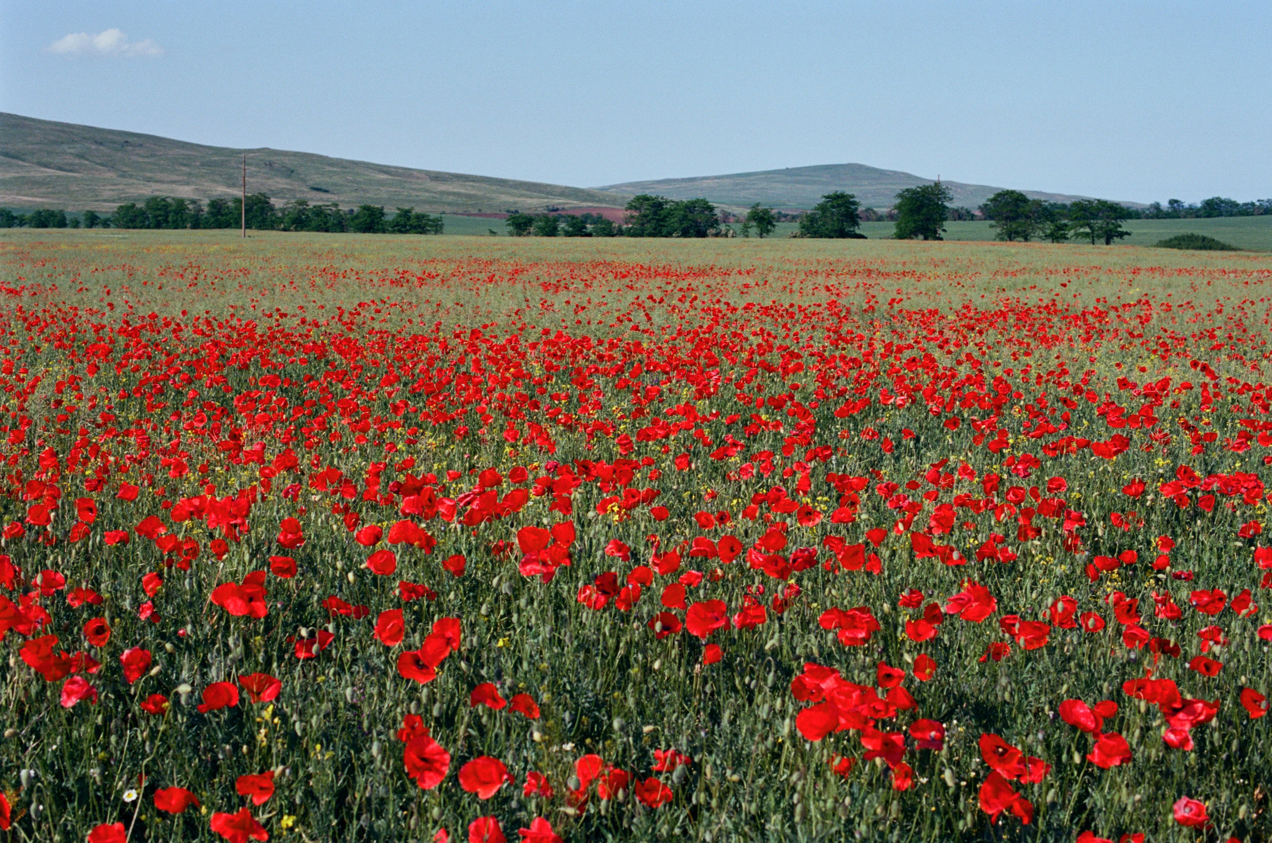 The drugs don't work // ukraine, crimea IV. EVER EXPOSED