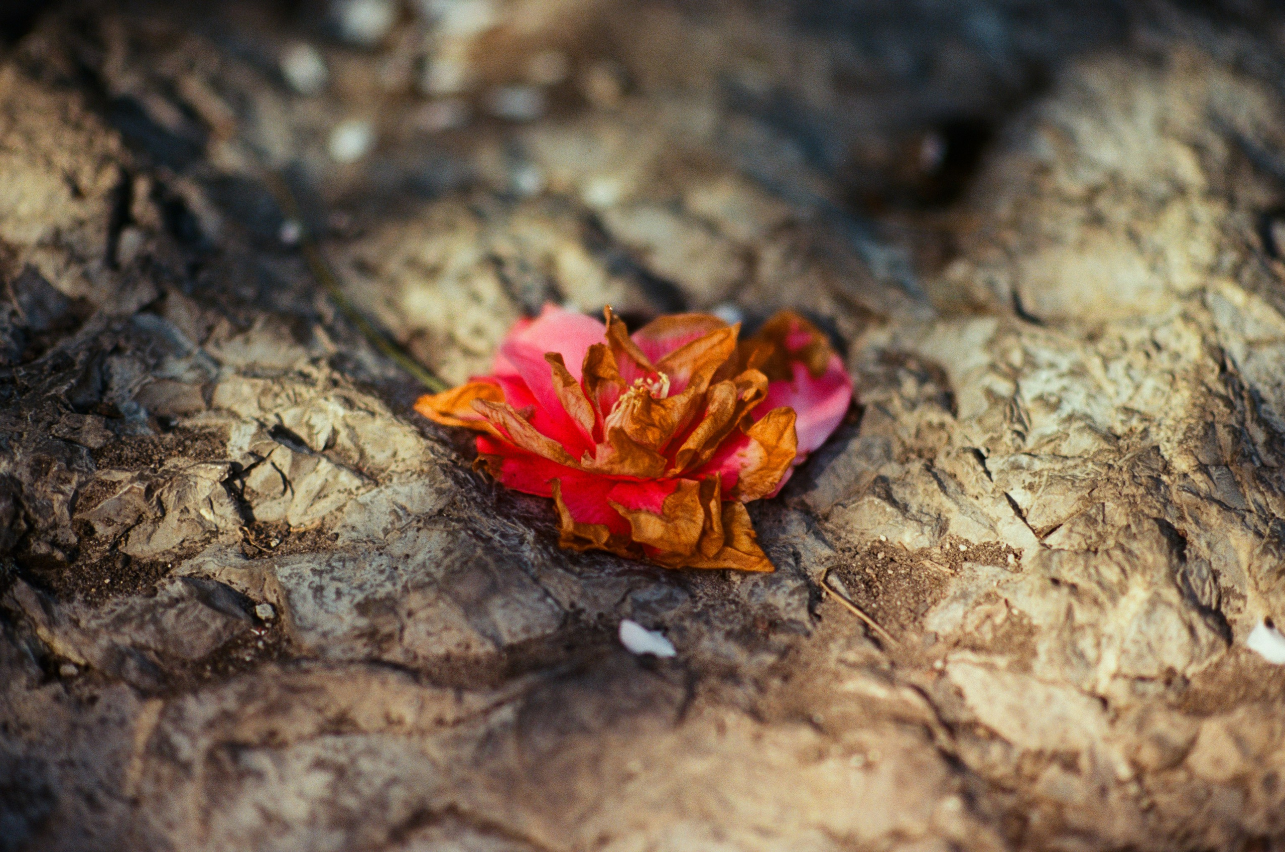 Sakura blues // ukraine, crimea VI. EVER EXPOSED