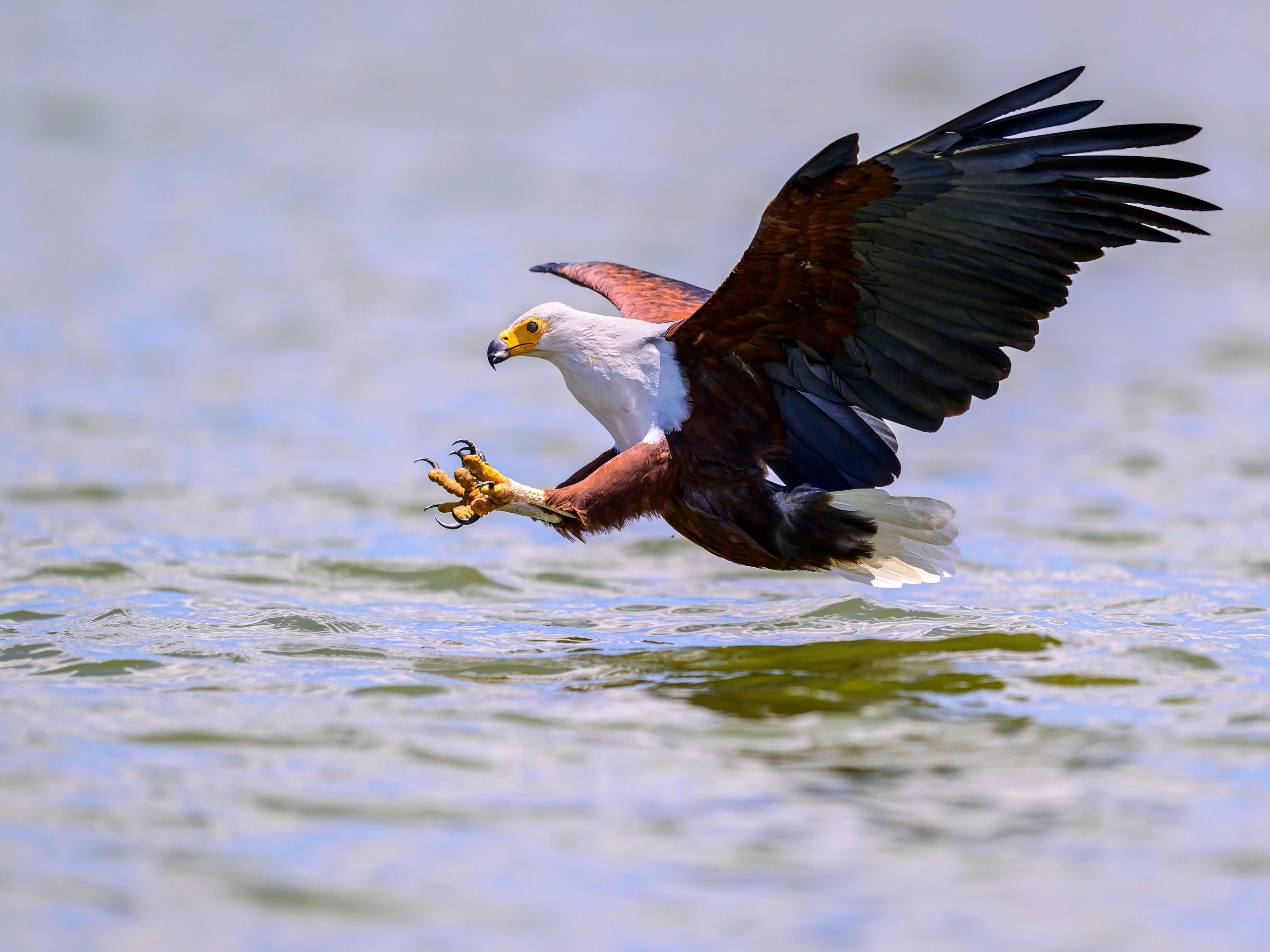 Кения. Wildlife photography by Sergey Puponin