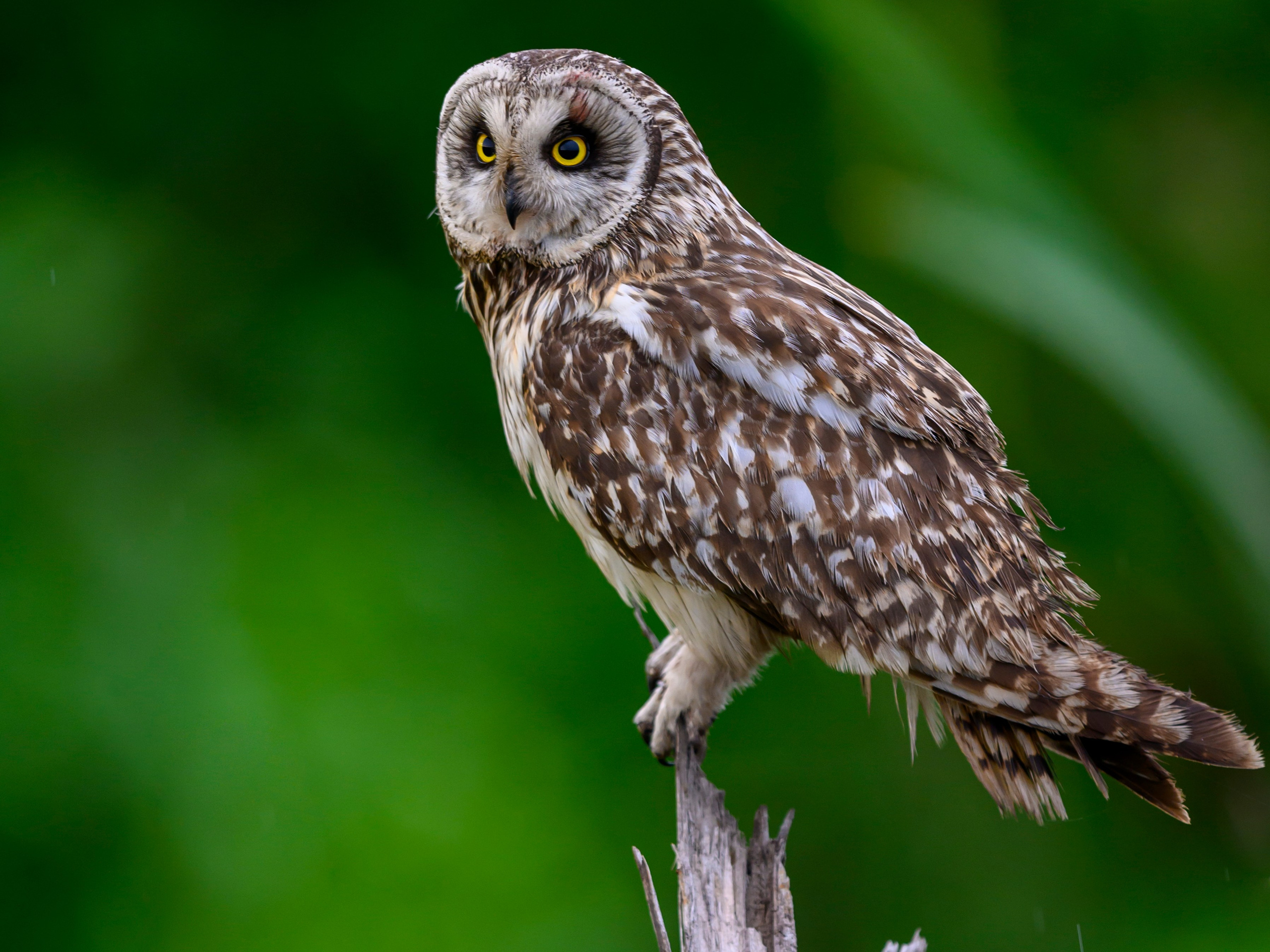 Боевая раскраска охотника. Face Paint of the Hunter. Фотограф Сергей Пупонин