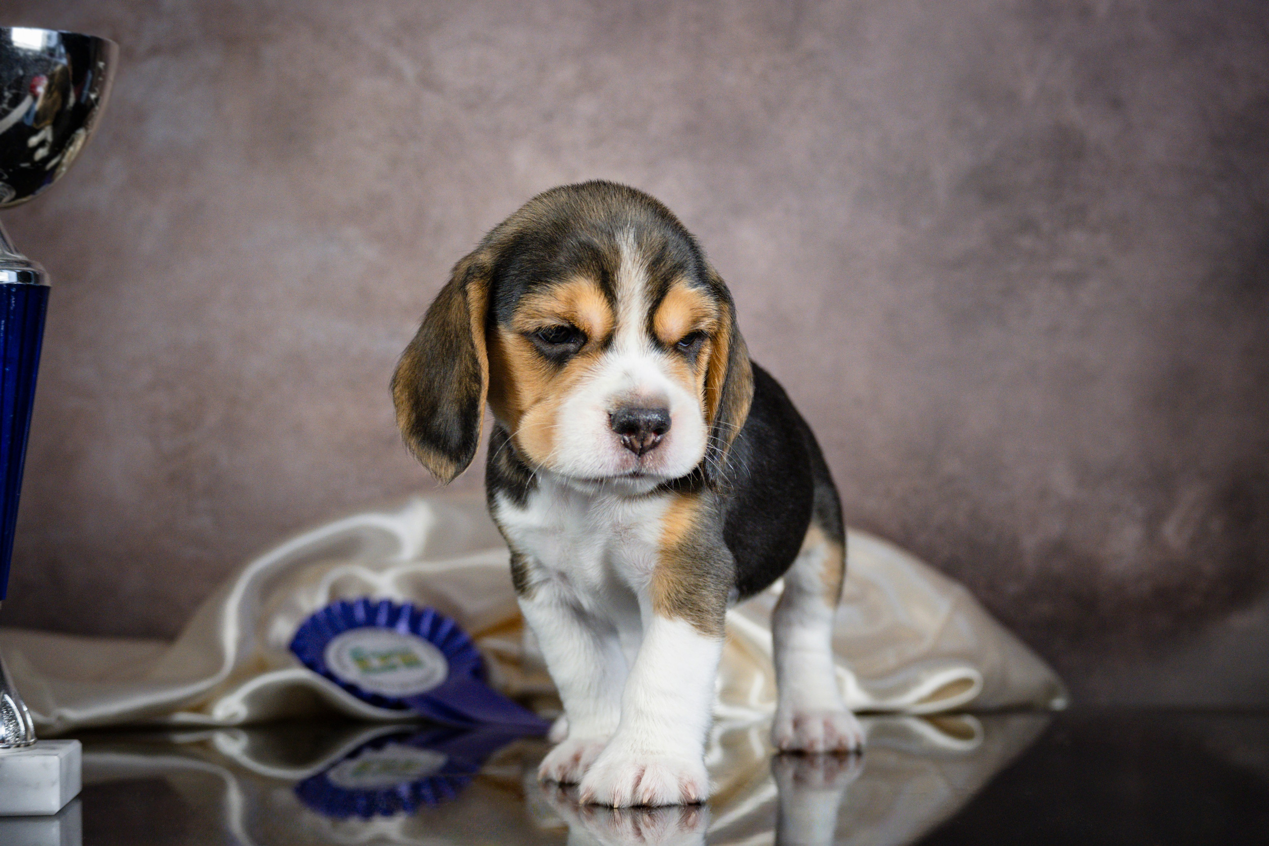 Фотосессия щенков бигля. Фотограф анималист в Санкт-Петербурге Таша Крейв