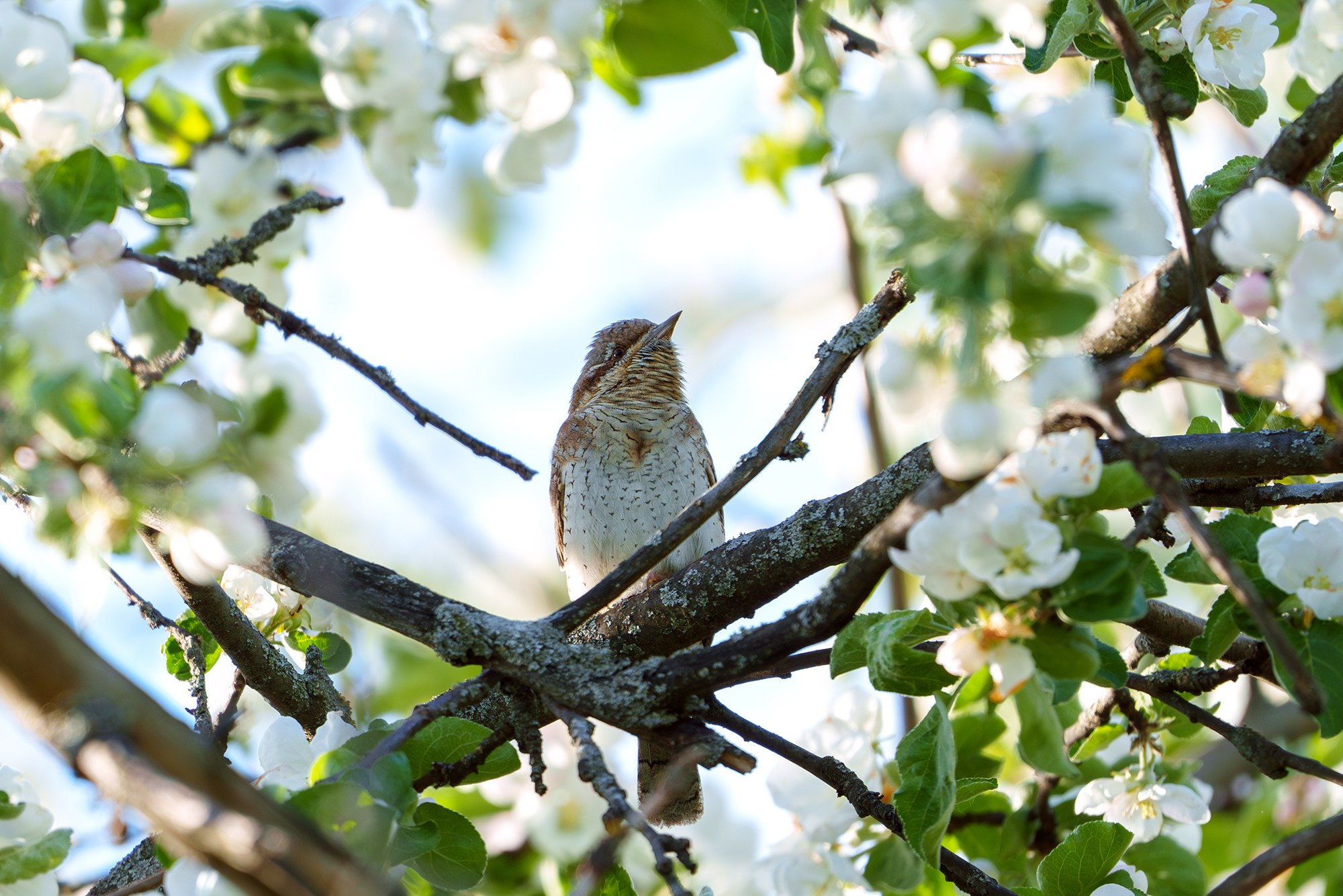 Удивительные мир птиц. Вокруг нас столько прекрасного — присмотритесь!. Ваш личный фотограф Марина Волкова