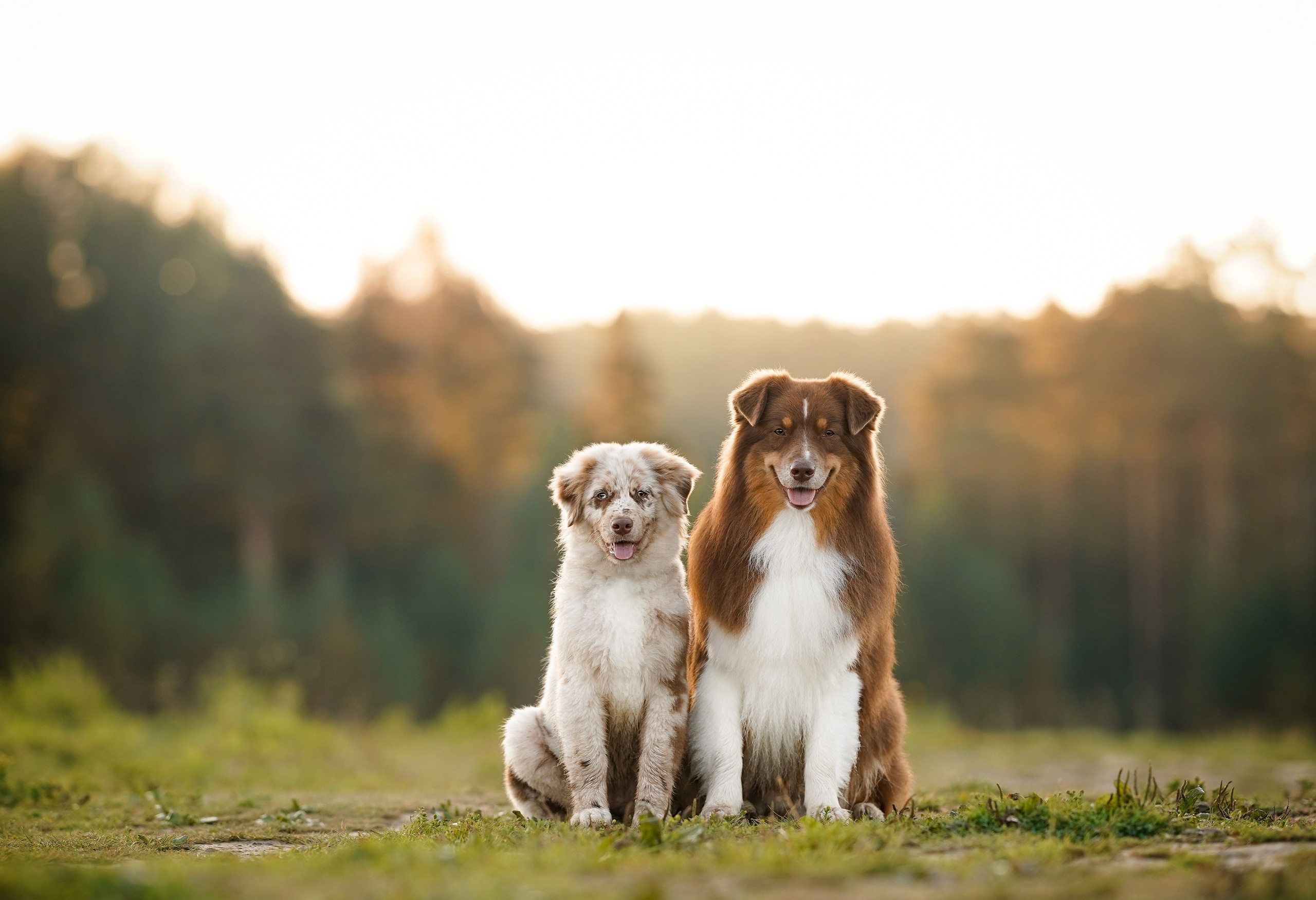 Катя Сэнди и Рокки. Фотограф-анималист в Санкт-Петербурге Яна Мартынова
