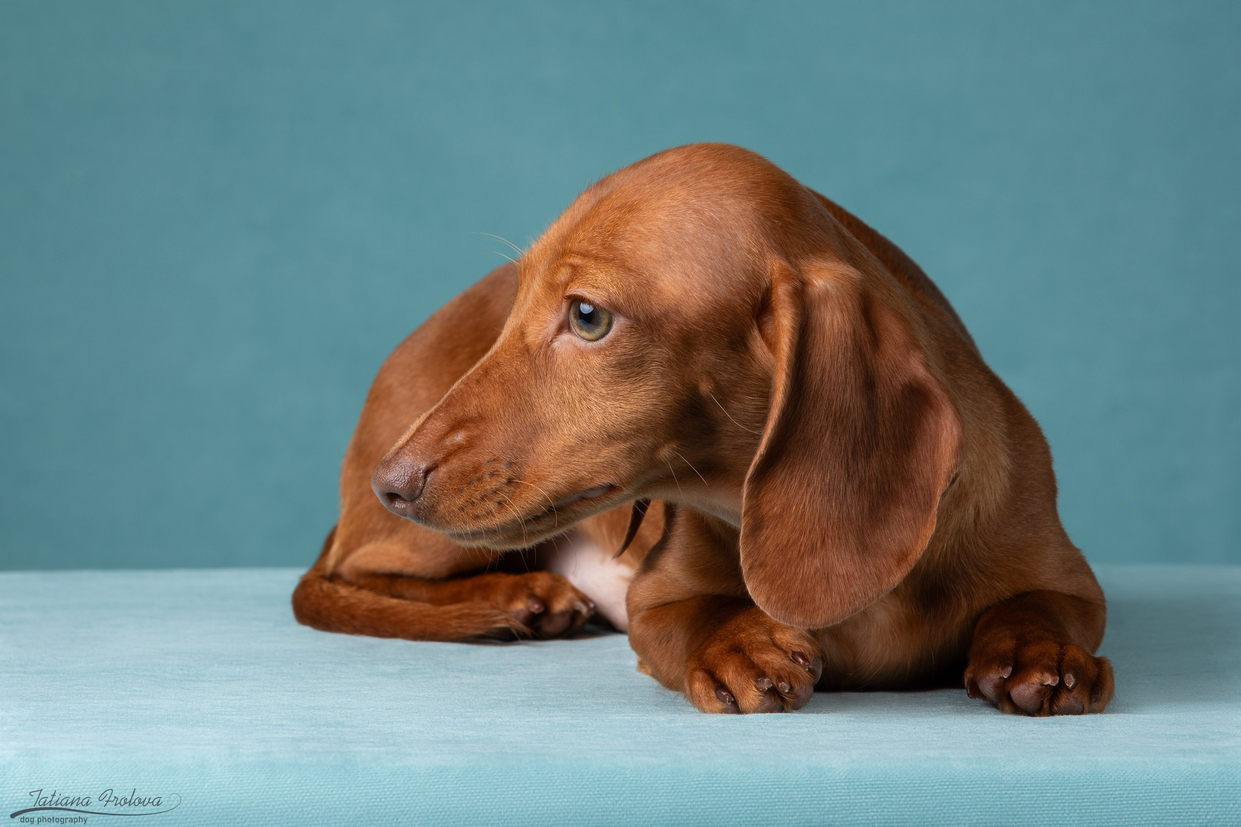 Съемка щенков таксы в минималистичном стиле. Фотограф-анималист в Москве и Московской области Татьяна Фролова