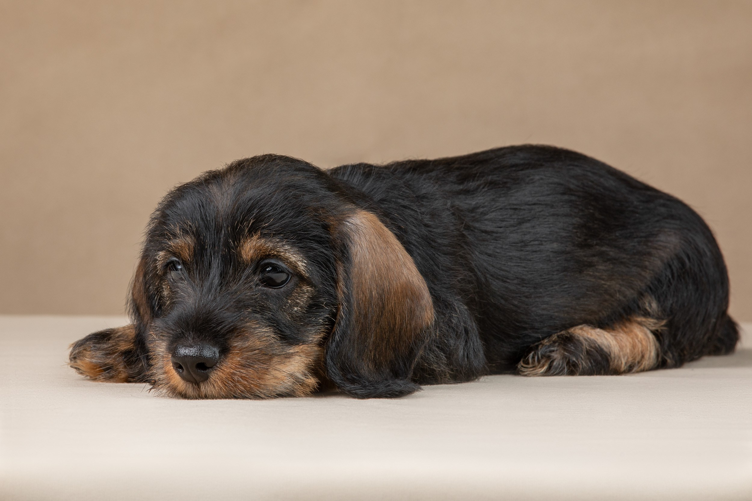 Съемка щенков жесткошерстной таксы на бежевом фоне в ящике. Фотограф-анималист в Москве и Московской области Татьяна Фролова