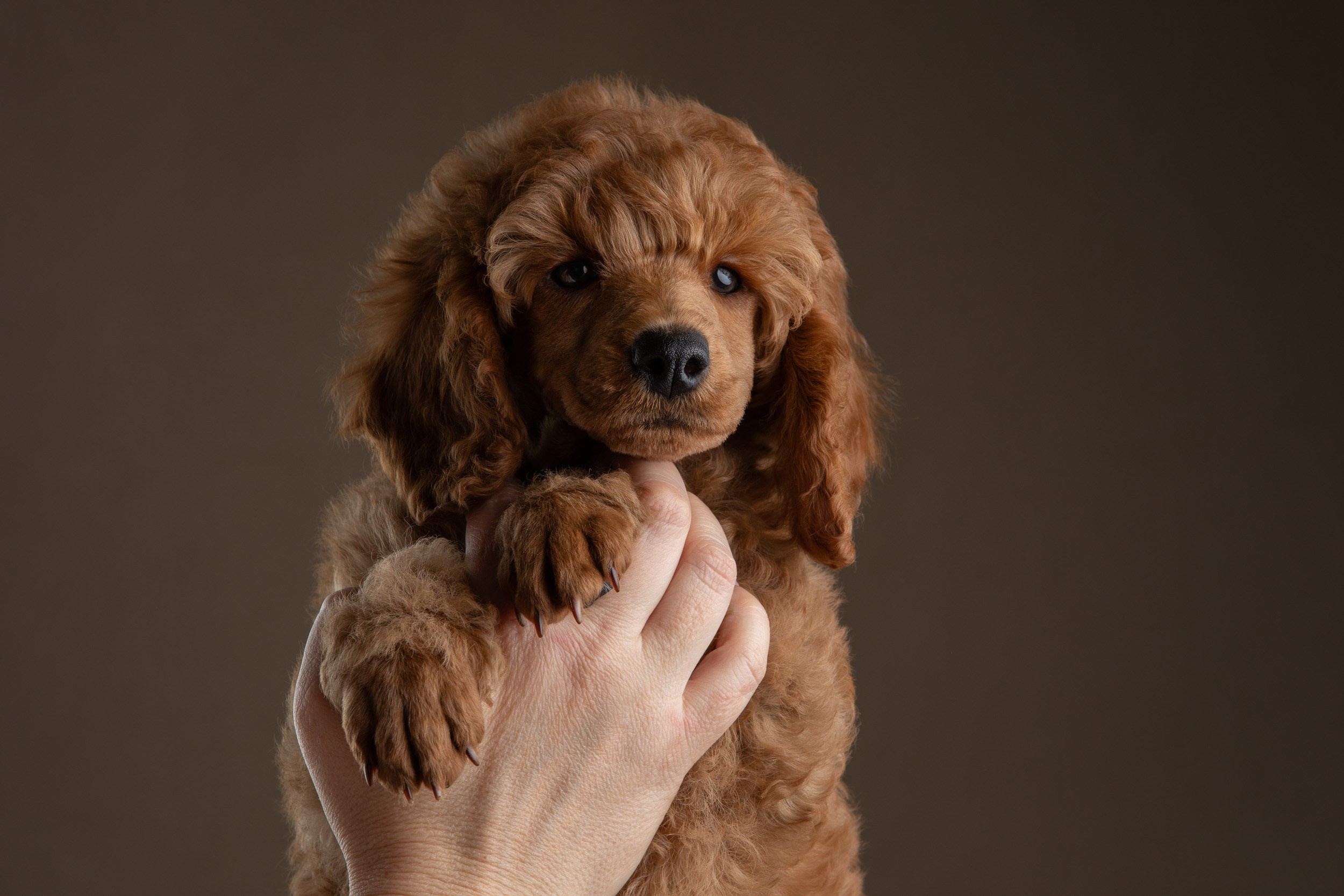 Фотосессия для щенков пуделя с выездом в Щербинку. Фотограф-анималист в Москве и Московской области Татьяна Фролова