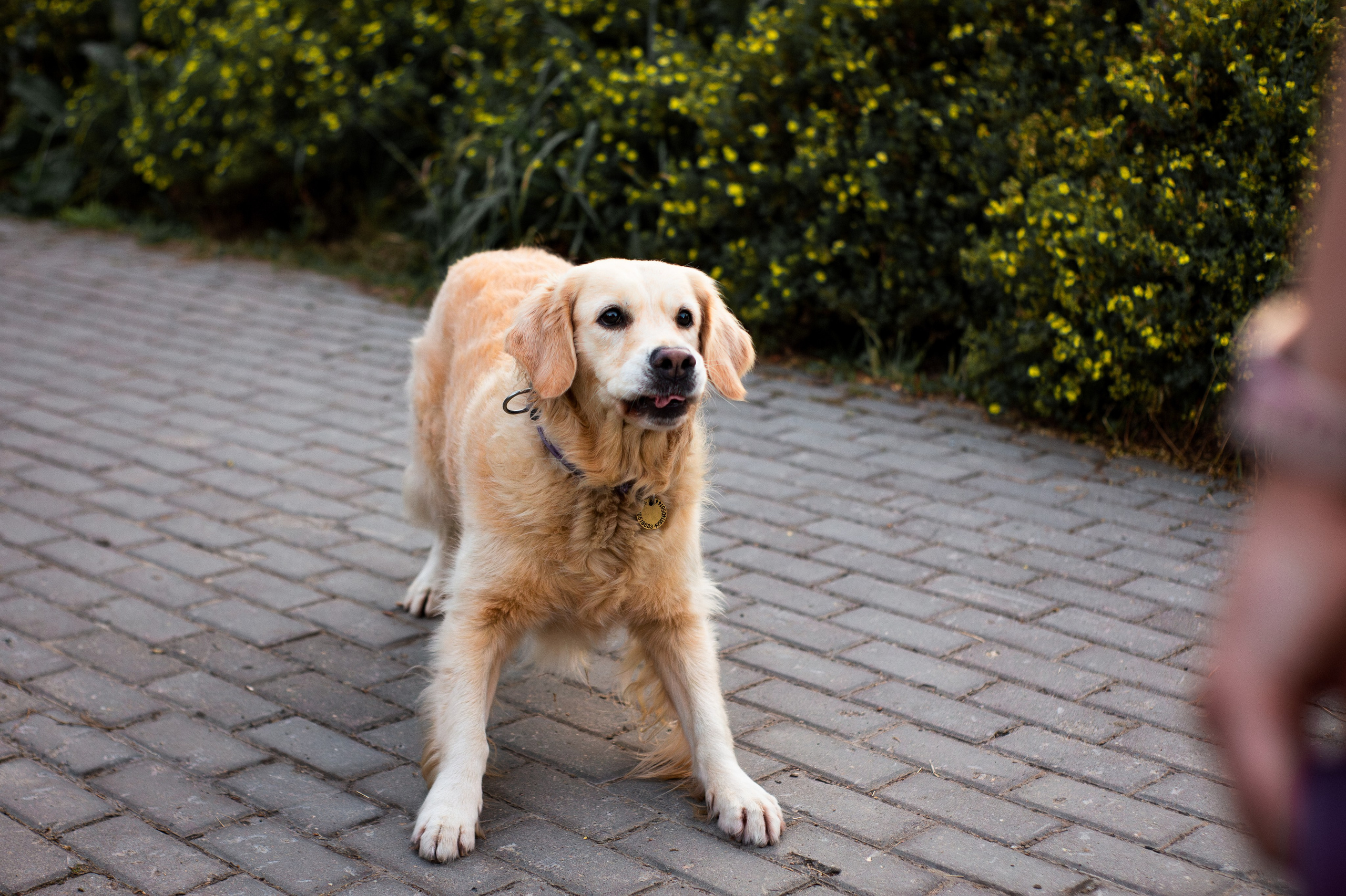 Юля и Мэй. Фотограф-анималист Мария Баркевич | Москва