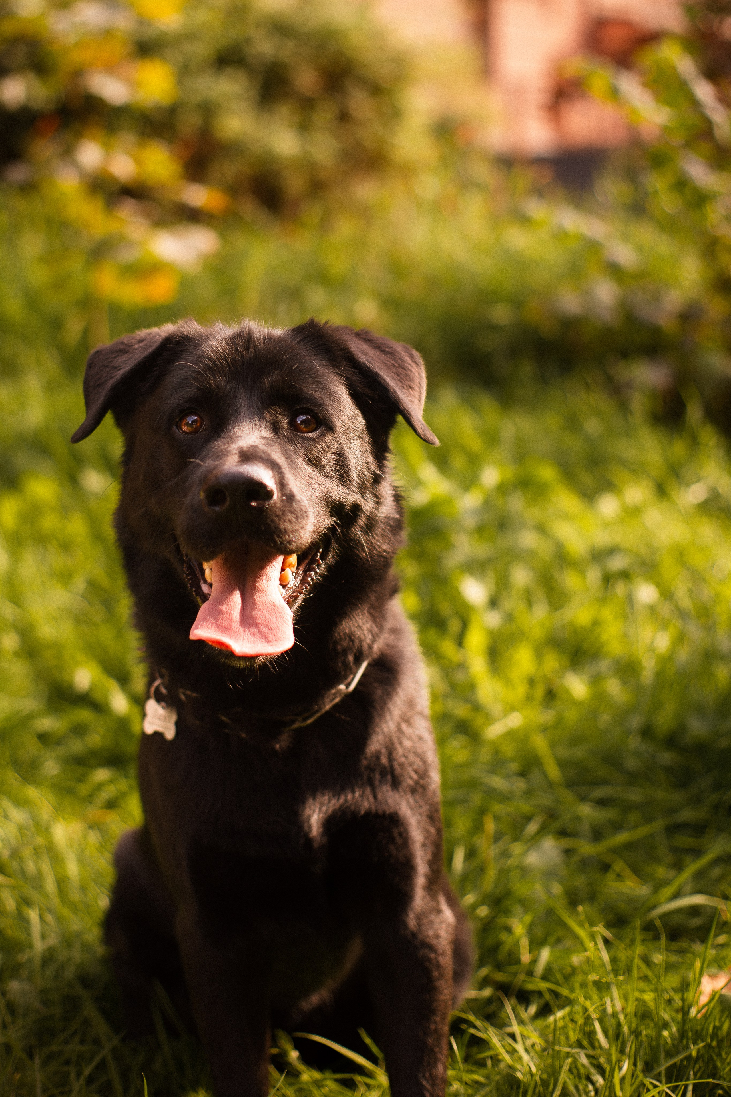 Анна и Лаки. Фотограф-анималист Мария Баркевич | Москва