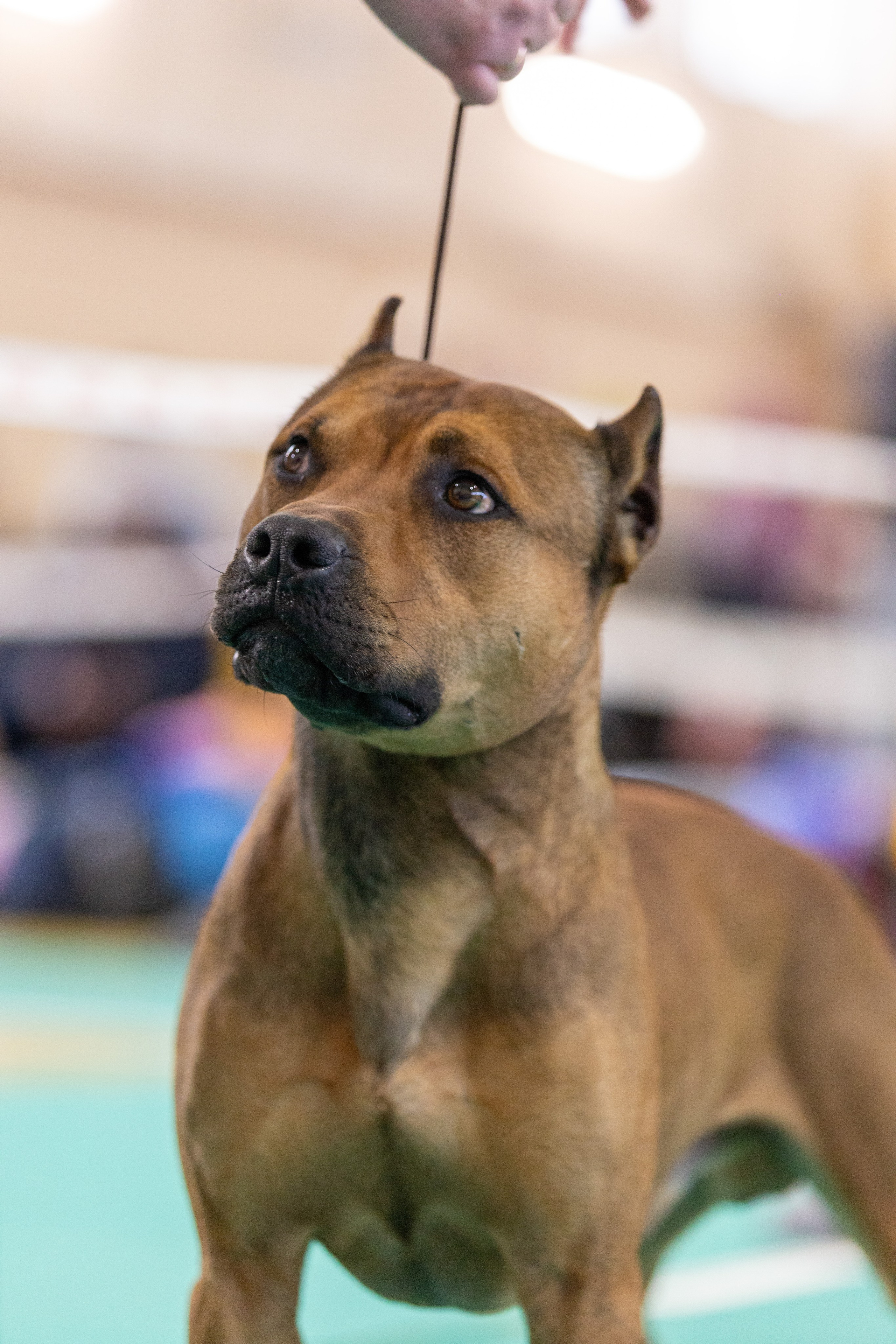 Собаки. Фотограф Яна Матвеева в Ижевске