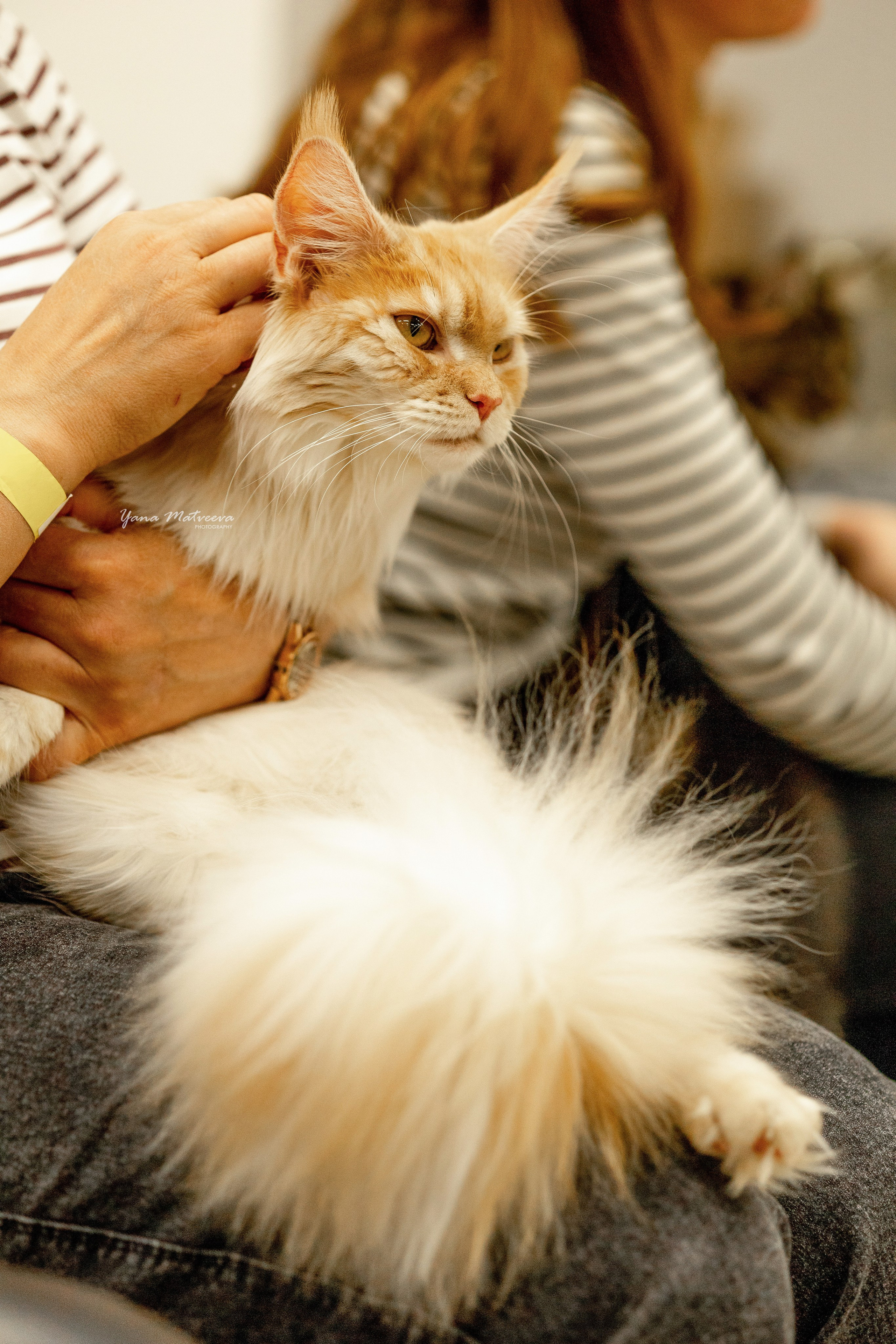 Кошки. Фотограф Яна Матвеева в Ижевске