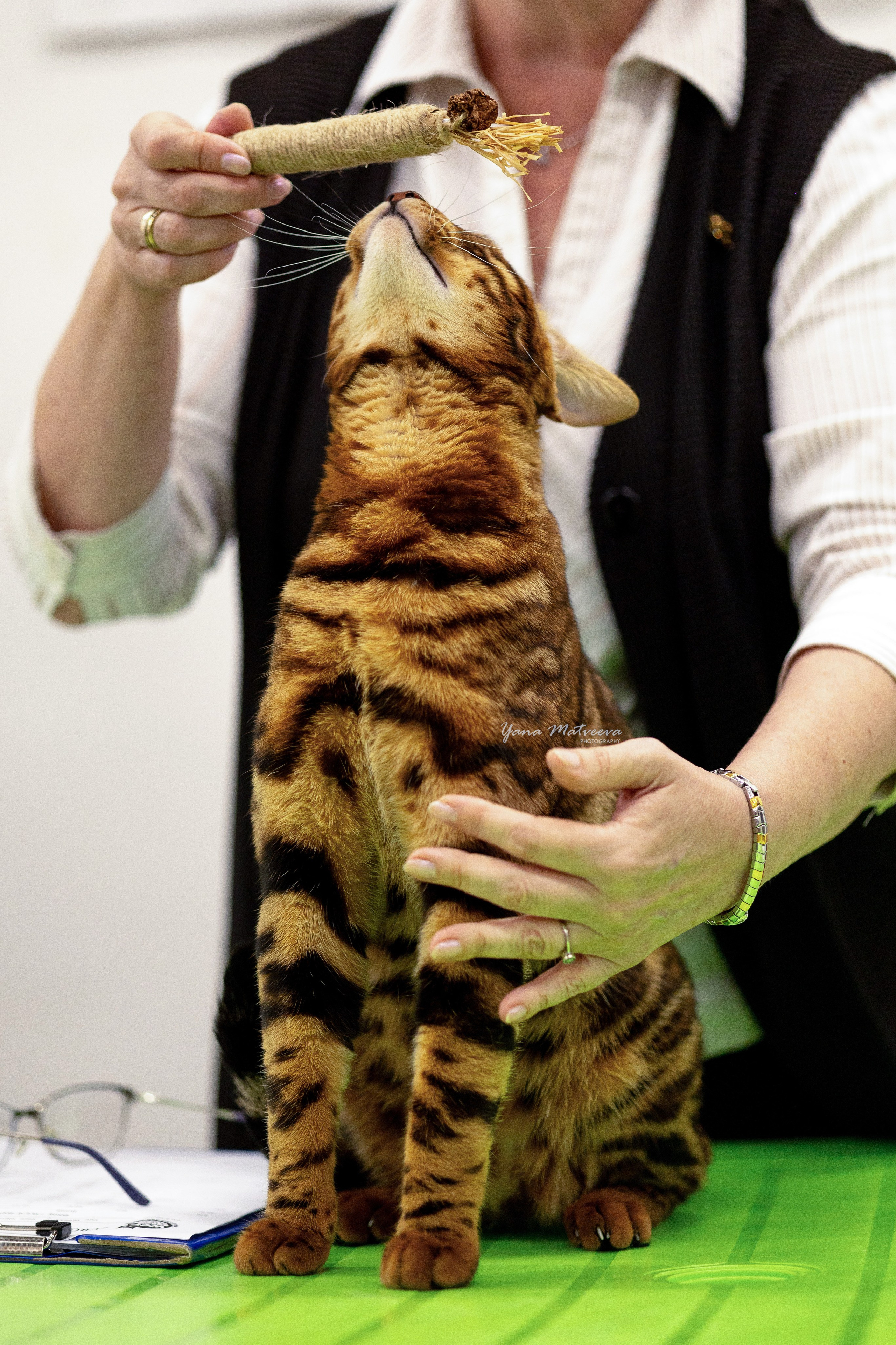 Кошки. Фотограф Яна Матвеева в Ижевске