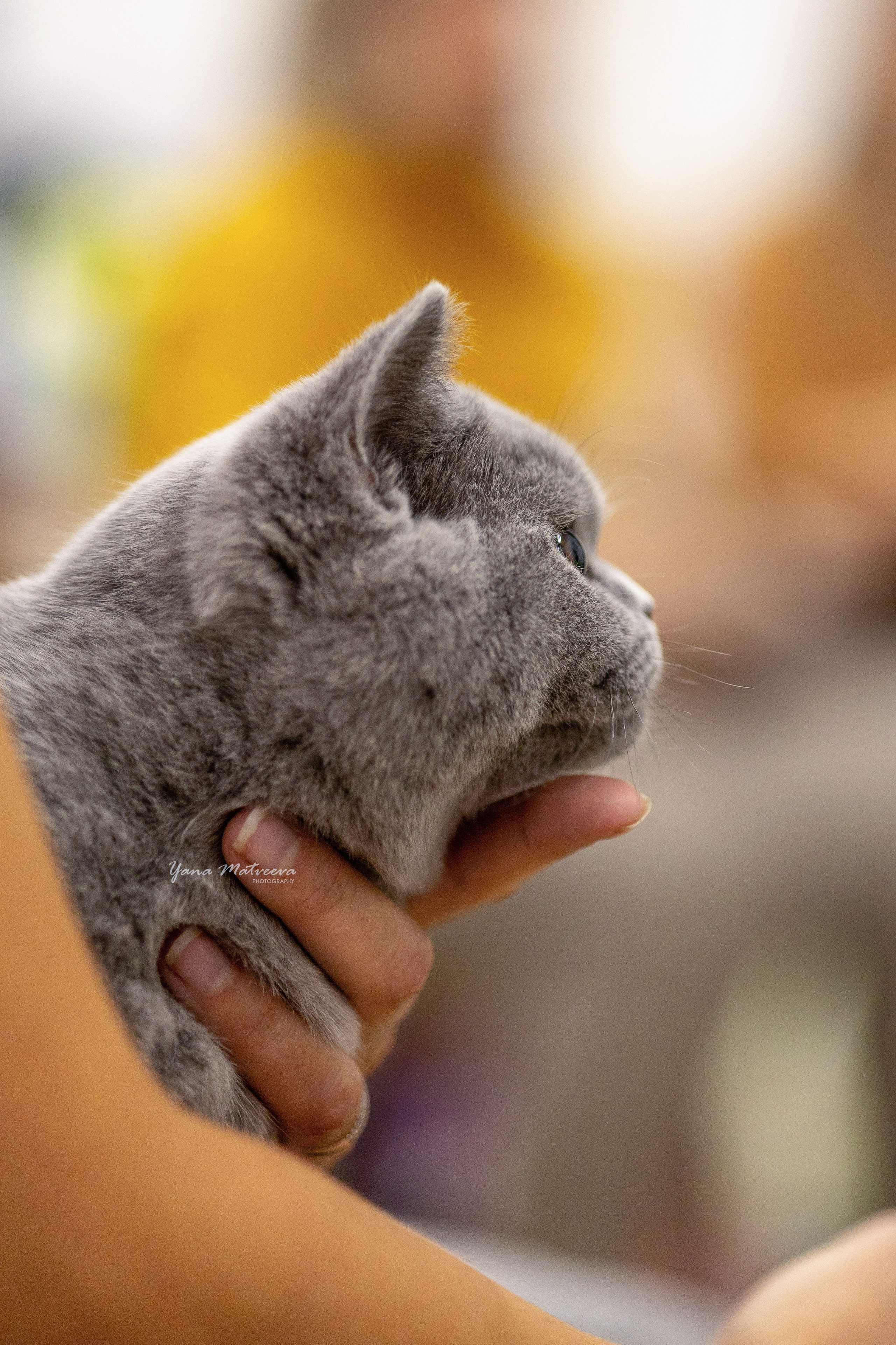 Кошки. Фотограф Яна Матвеева в Ижевске