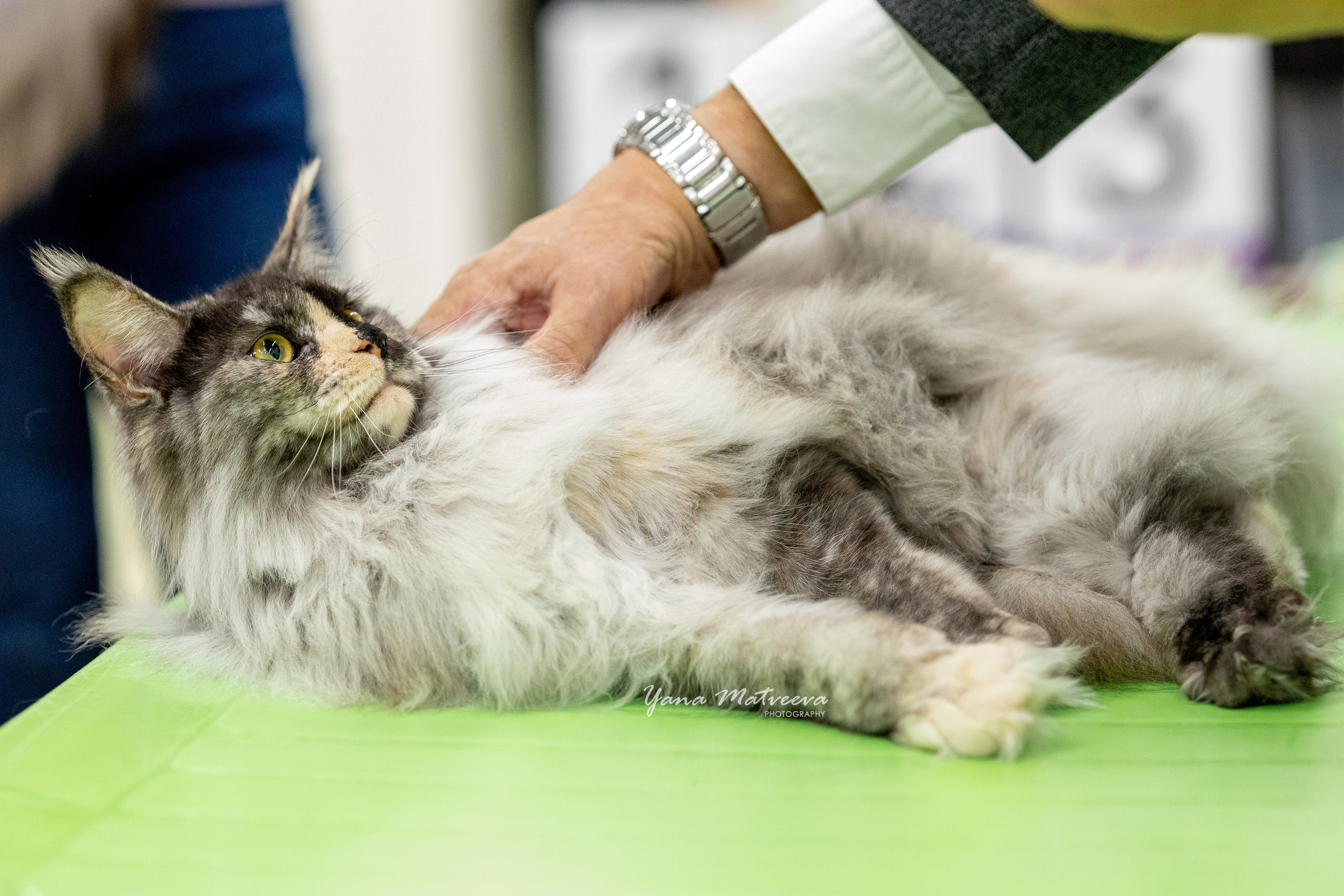 Кошки. Фотограф Яна Матвеева в Ижевске