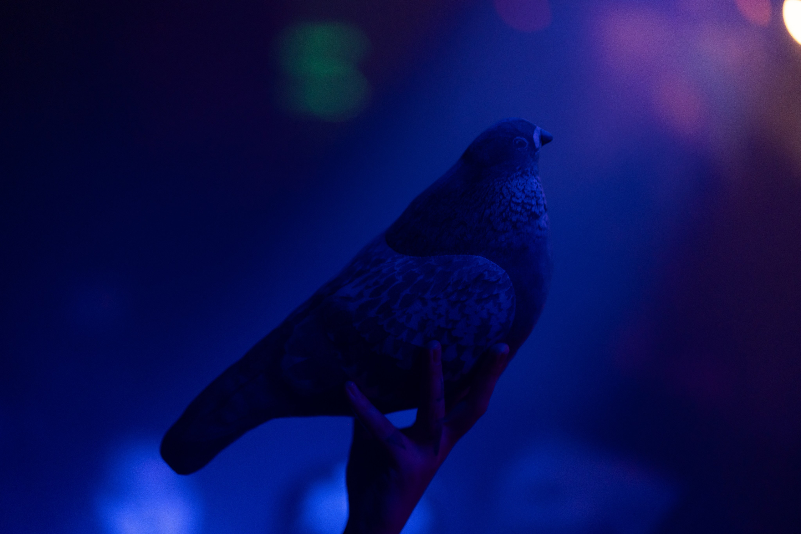 Rook's. Анастасия Паршукова — фотограф Шерегеш Новосибирск