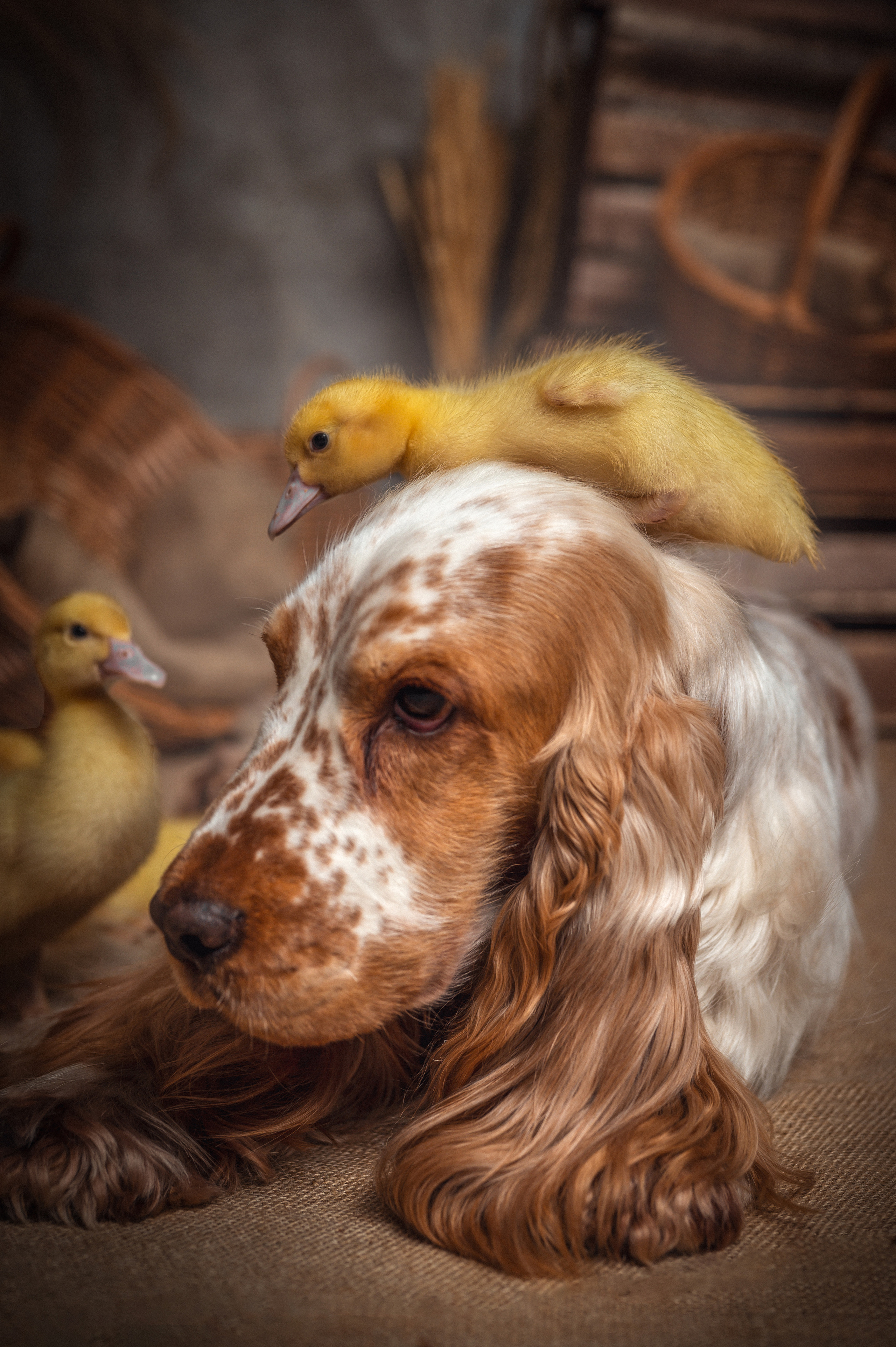 УТЯТА. Семейный и детский фотограф в Канске и Канском р-не, Красноярск и