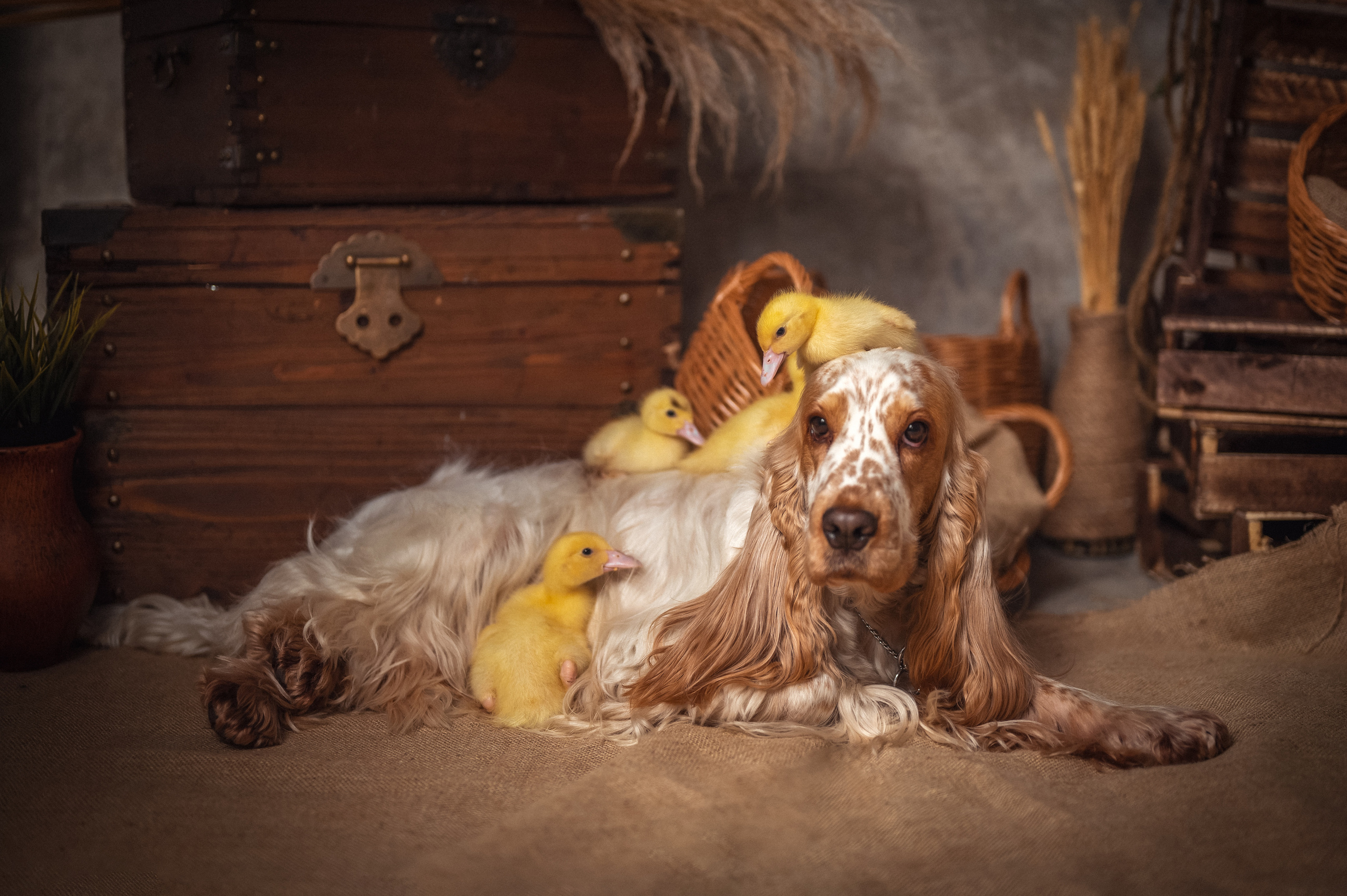 УТЯТА. Семейный и детский фотограф в Канске и Канском р-не, Красноярск и