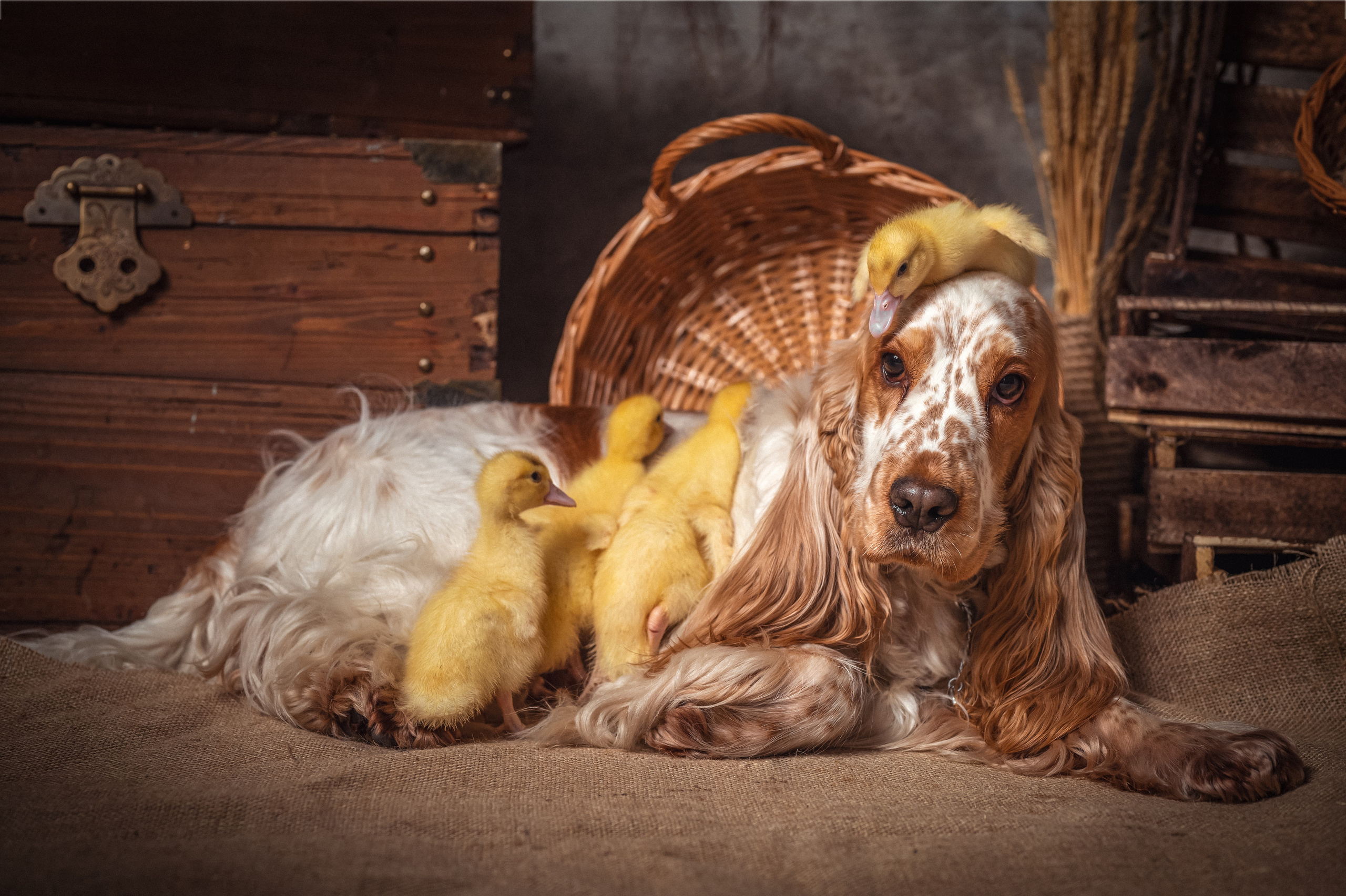 УТЯТА. Семейный и детский фотограф в Канске и Канском р-не, Красноярск и