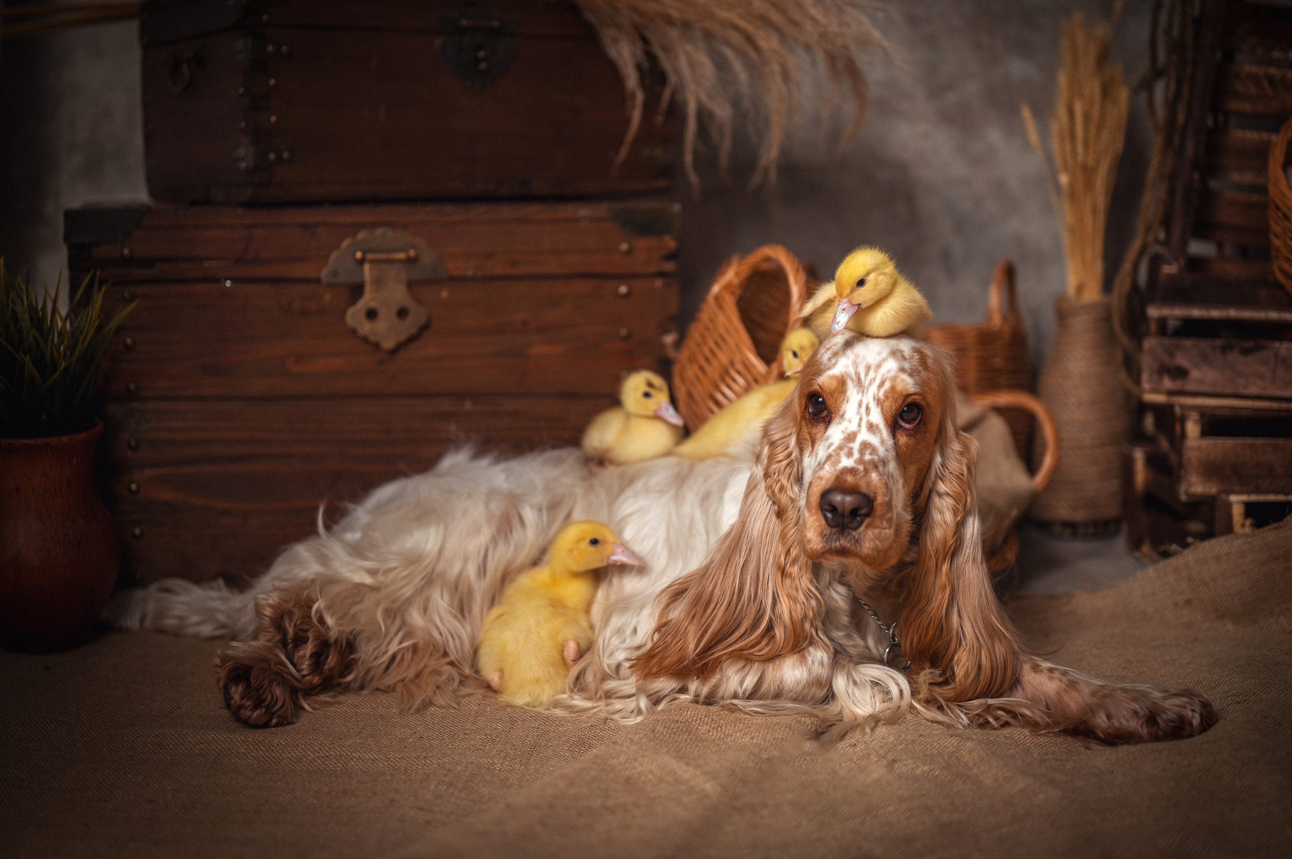 УТЯТА. Семейный и детский фотограф в Канске и Канском р-не, Красноярск и