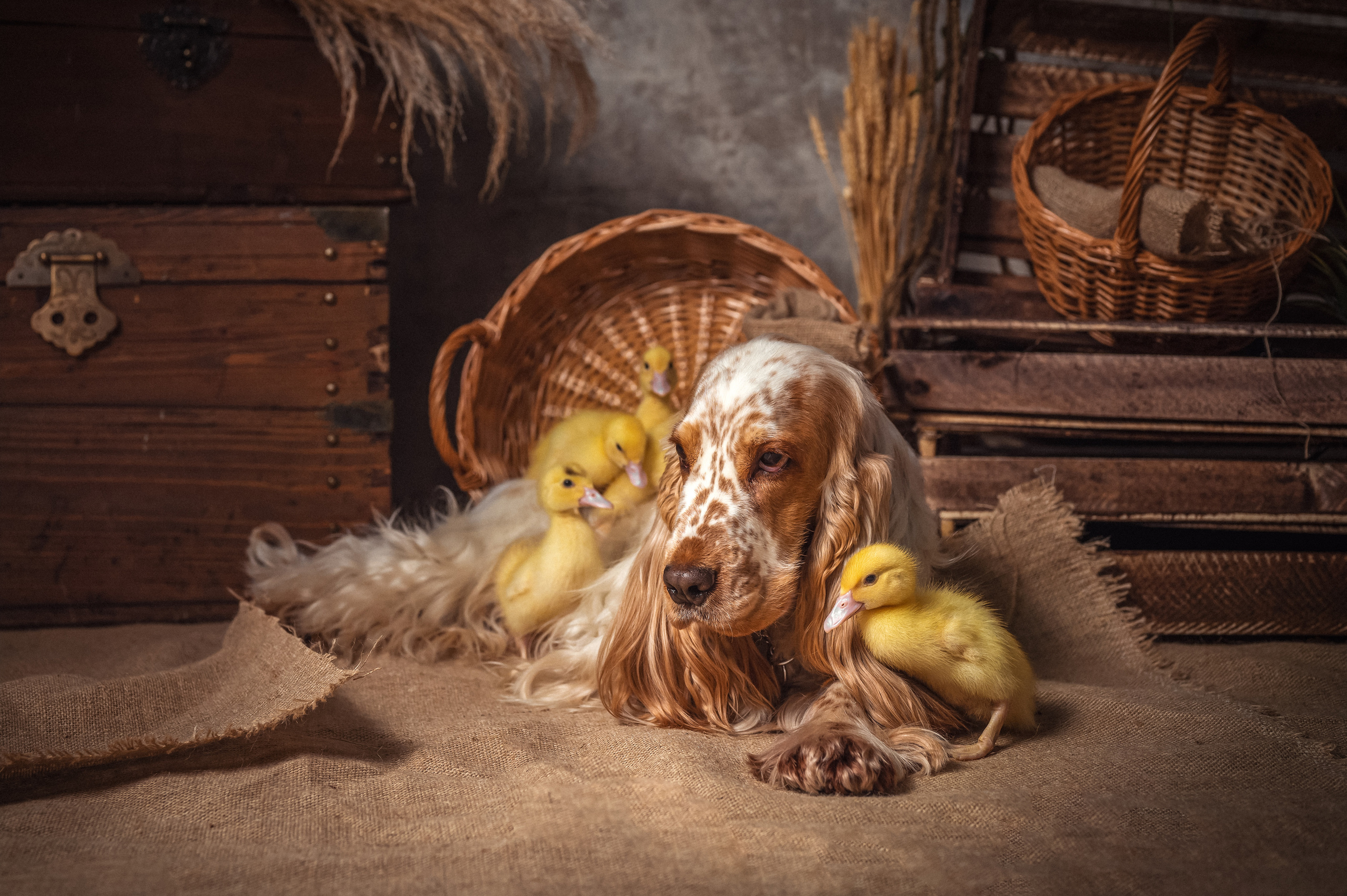 УТЯТА. Семейный и детский фотограф в Канске и Канском р-не, Красноярск и
