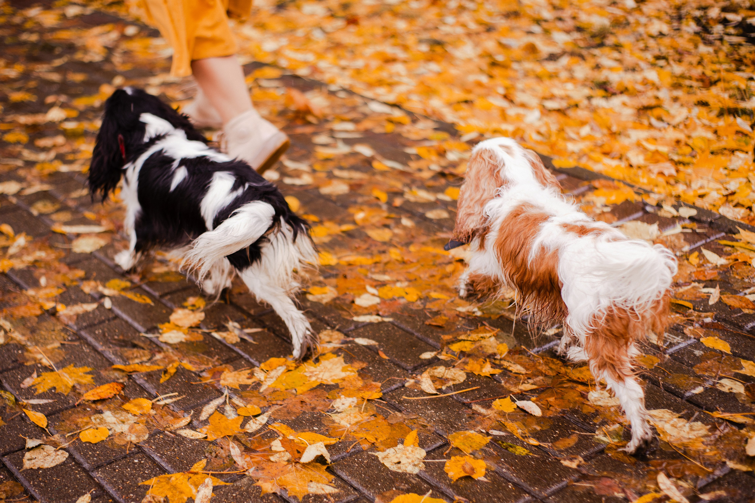Жанна и кавалеры. Фотограф-анималист Мария Баркевич | Москва