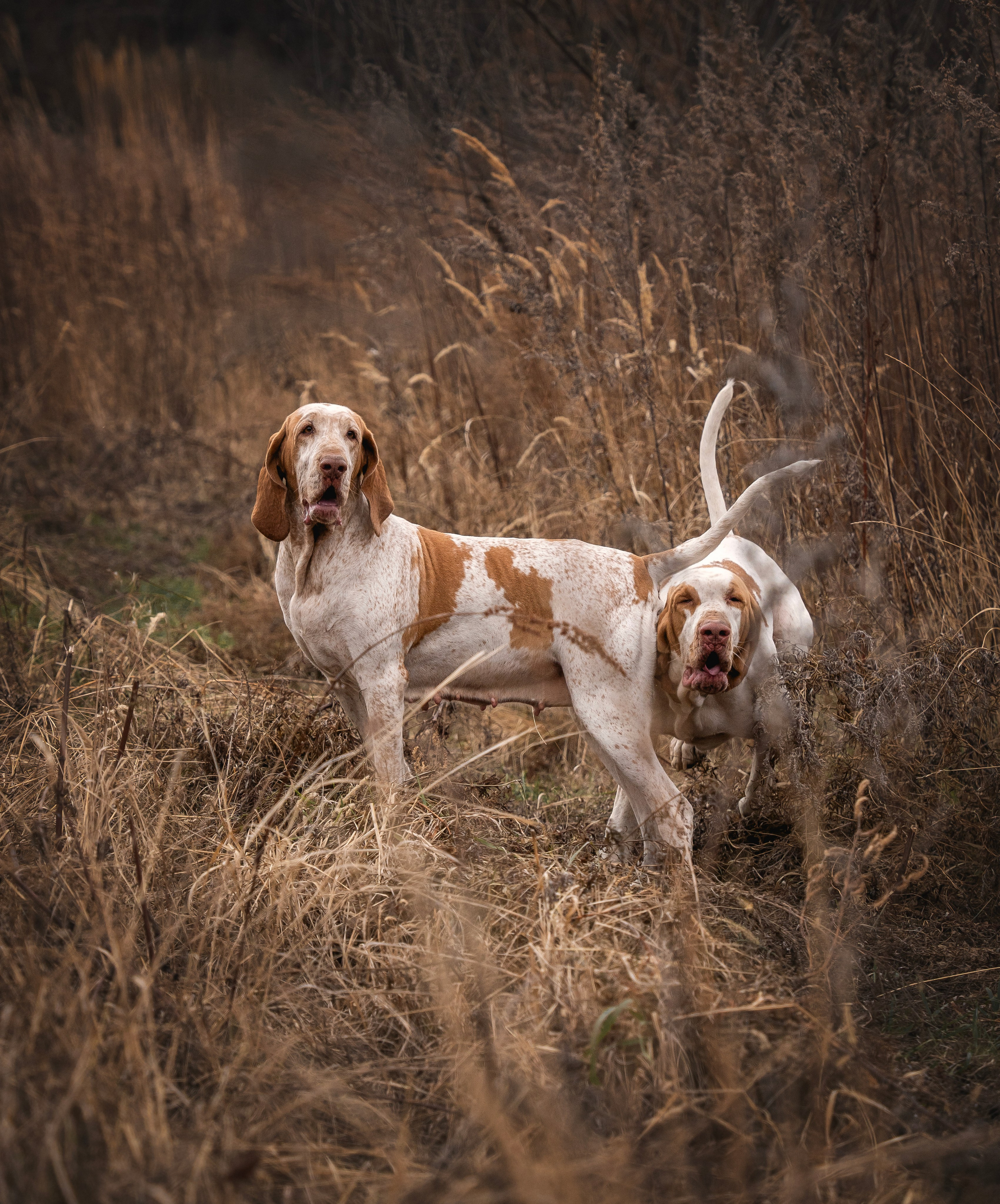 Итальянский бракк Стеша и Любомир. Семейный фотограф анималист г. Находка
