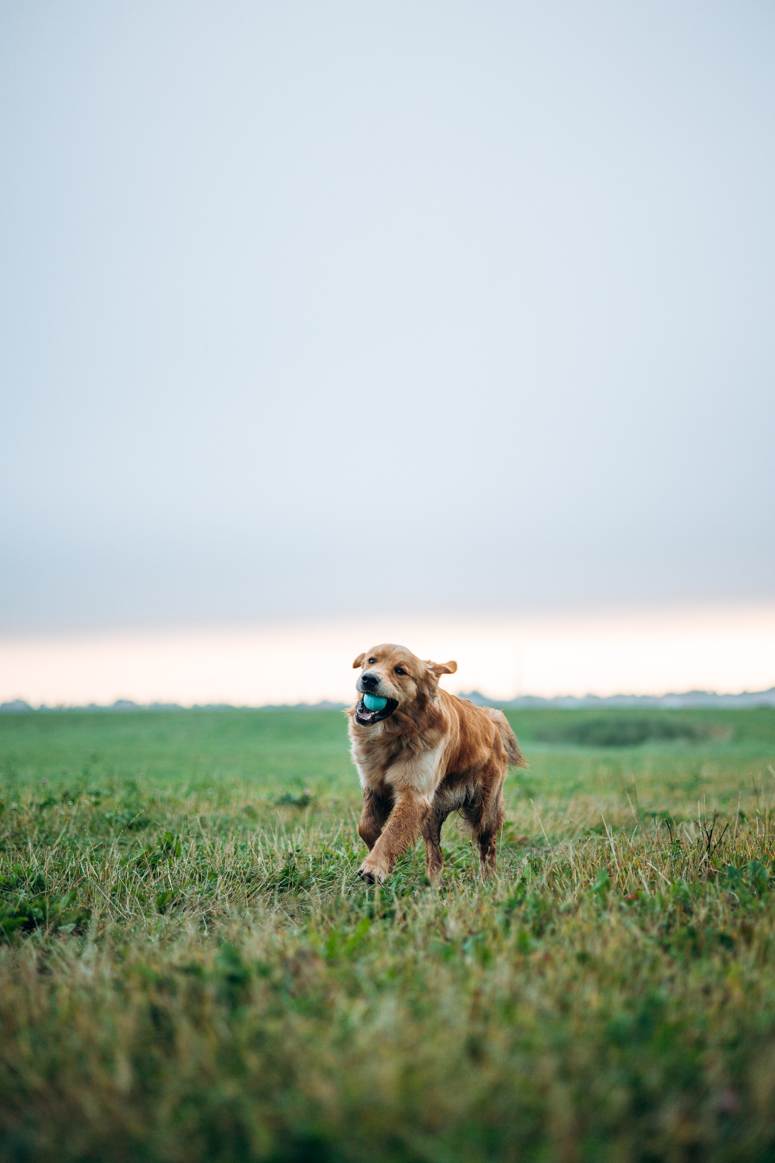 Аня и Ноллан. Фотограф — Анималист | Санкт-Петербург