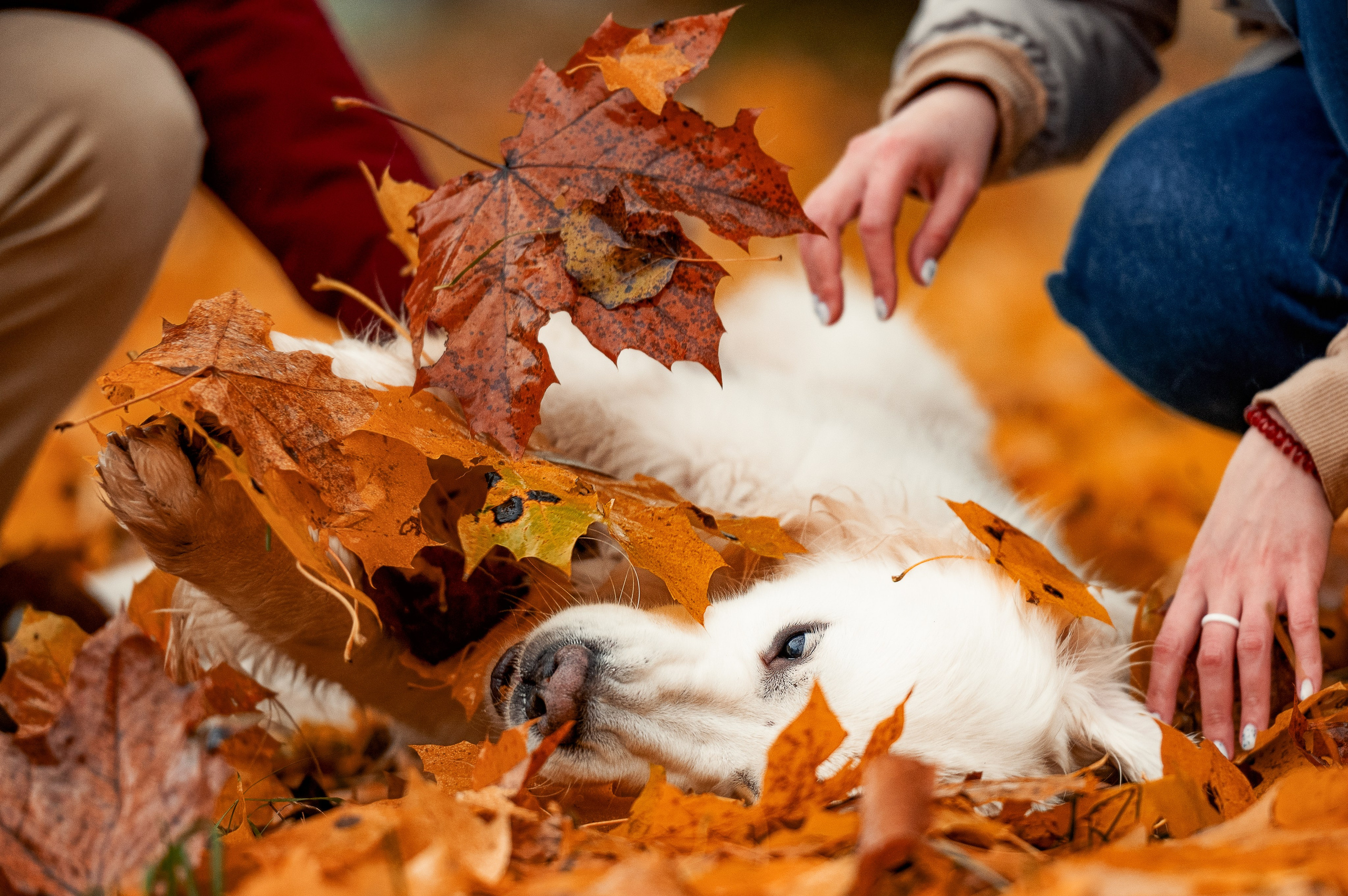 Айс и золотая осень. Фотограф-анималист
