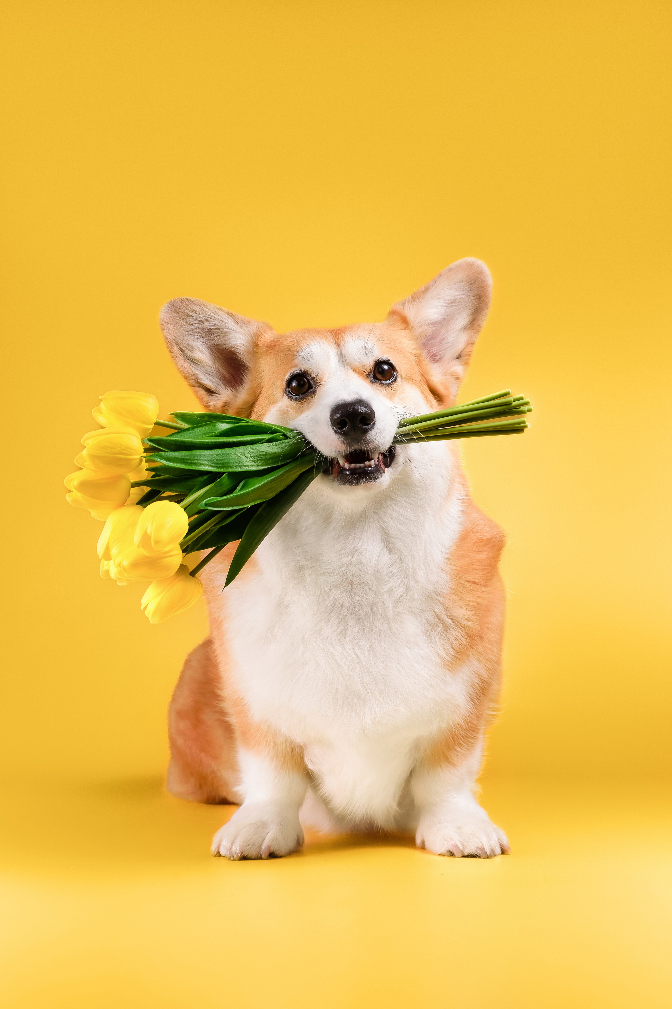 Лея на однотонном фоне. Фотограф — Анималист | Анна Абрамова