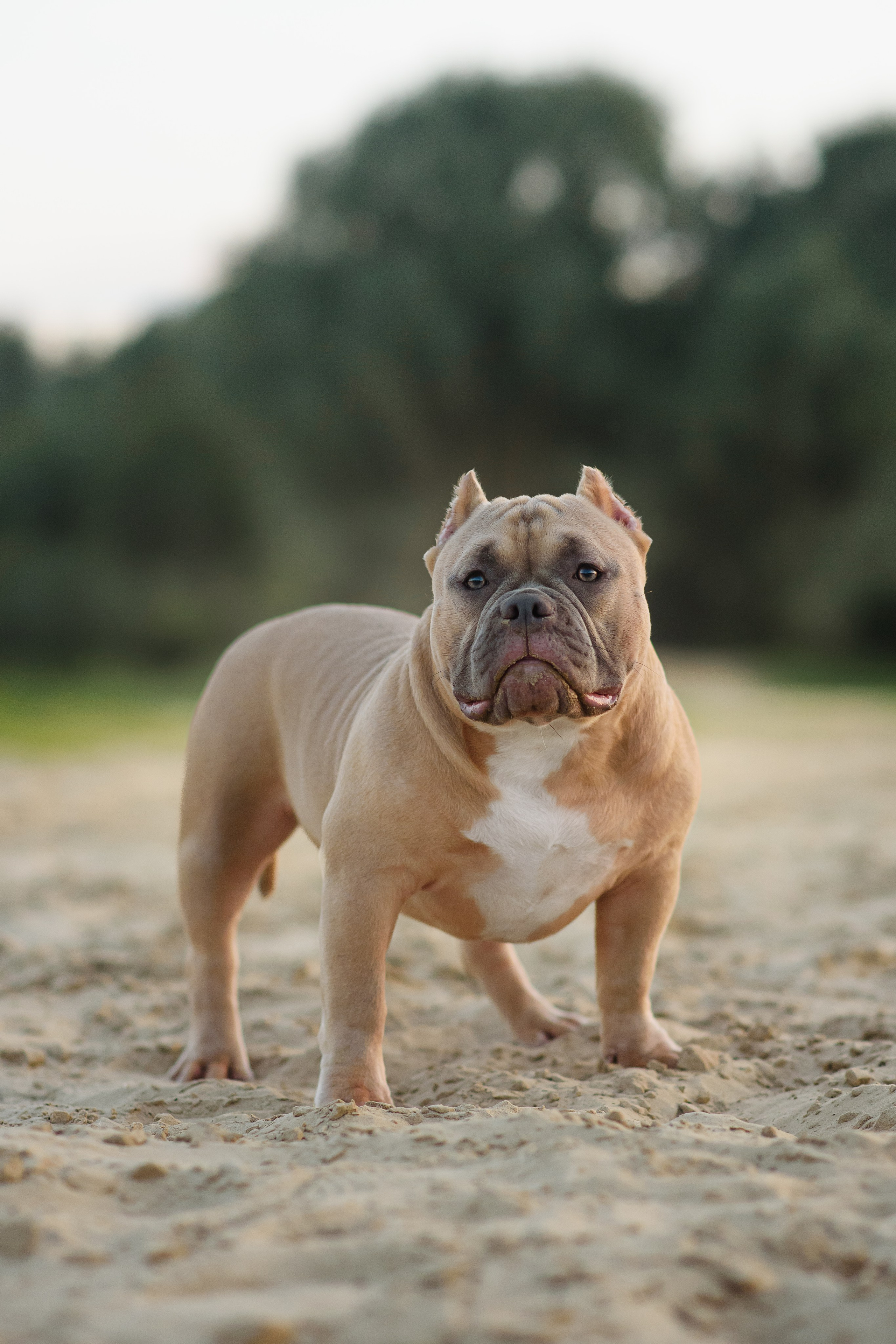 Аляска — Амбулли — 23.08.2024. Фотограф — Анималист | Анна Абрамова