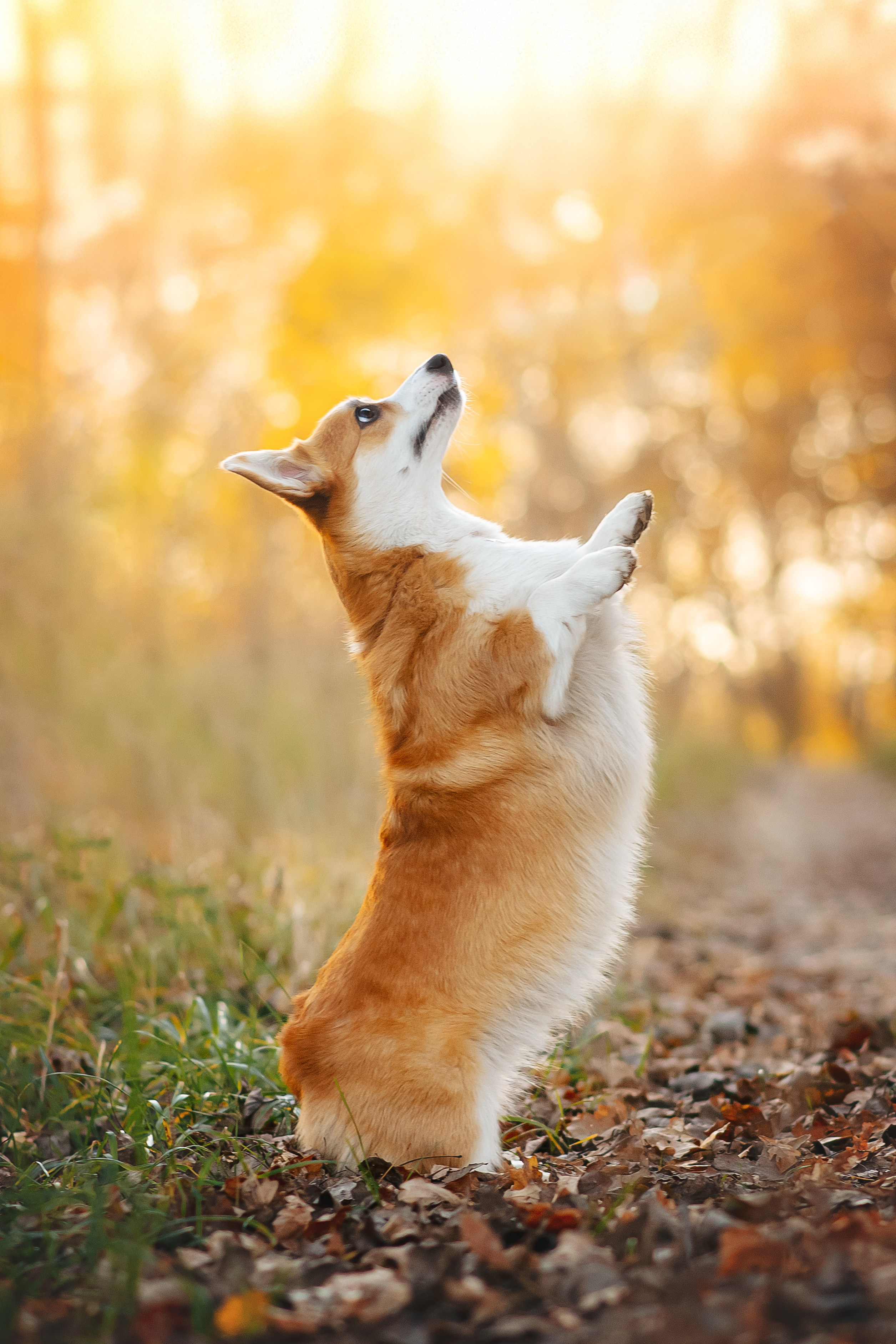 Максим, Аня и Челси — 19.10.2024. Фотограф — Анималист | Анна Абрамова