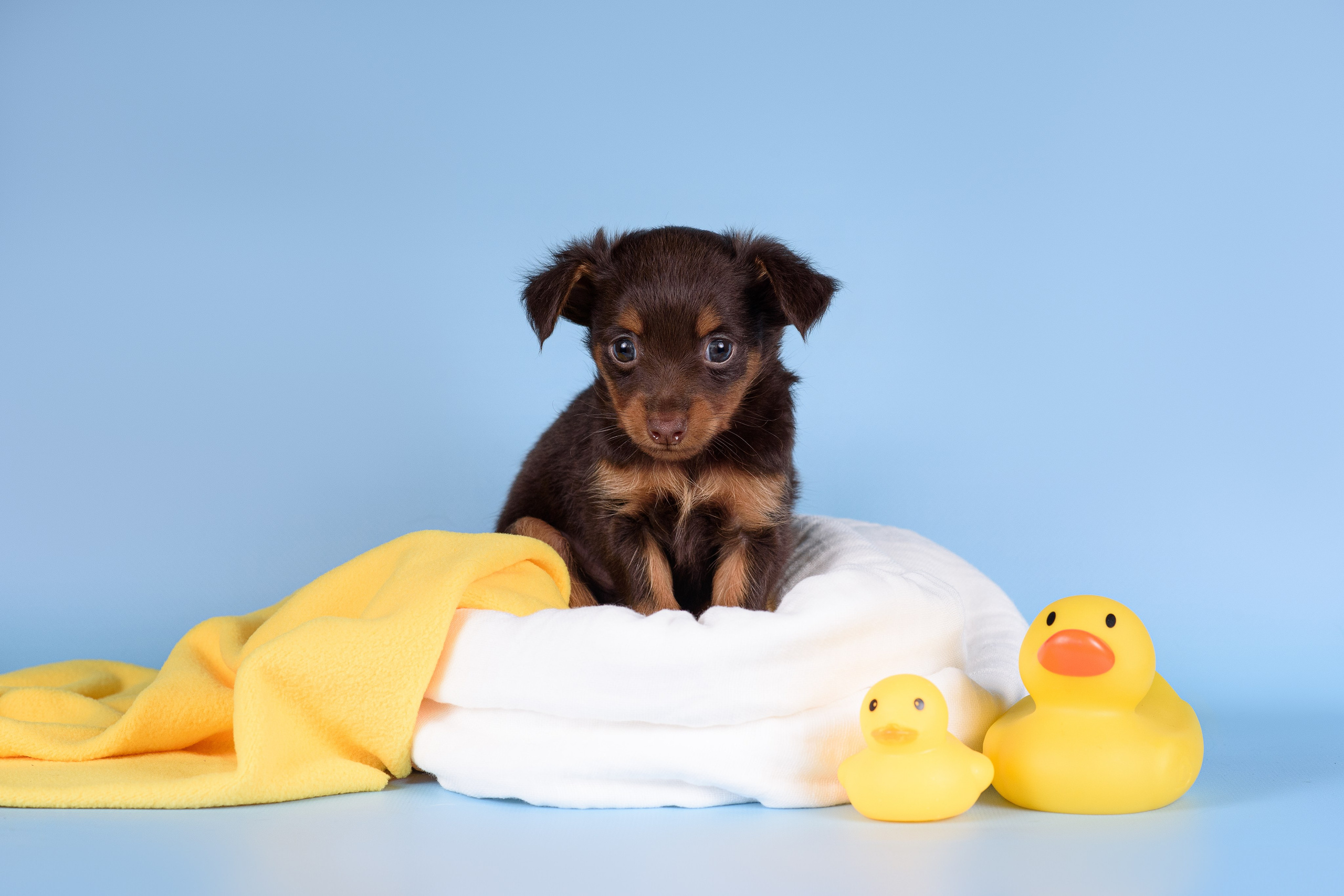 Щенки Пражских крысариков -13.04.2024. Фотограф — Анималист | Анна Абрамова