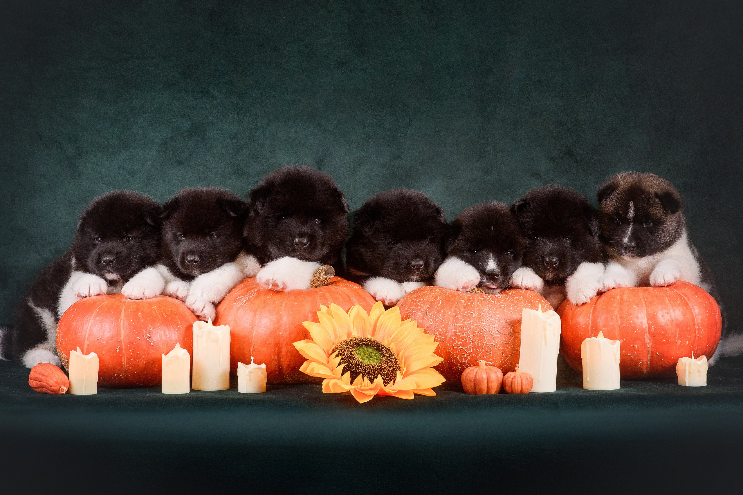 Щенки Американской Акиты — 04.11.2024. Фотограф — Анималист | Анна Абрамова