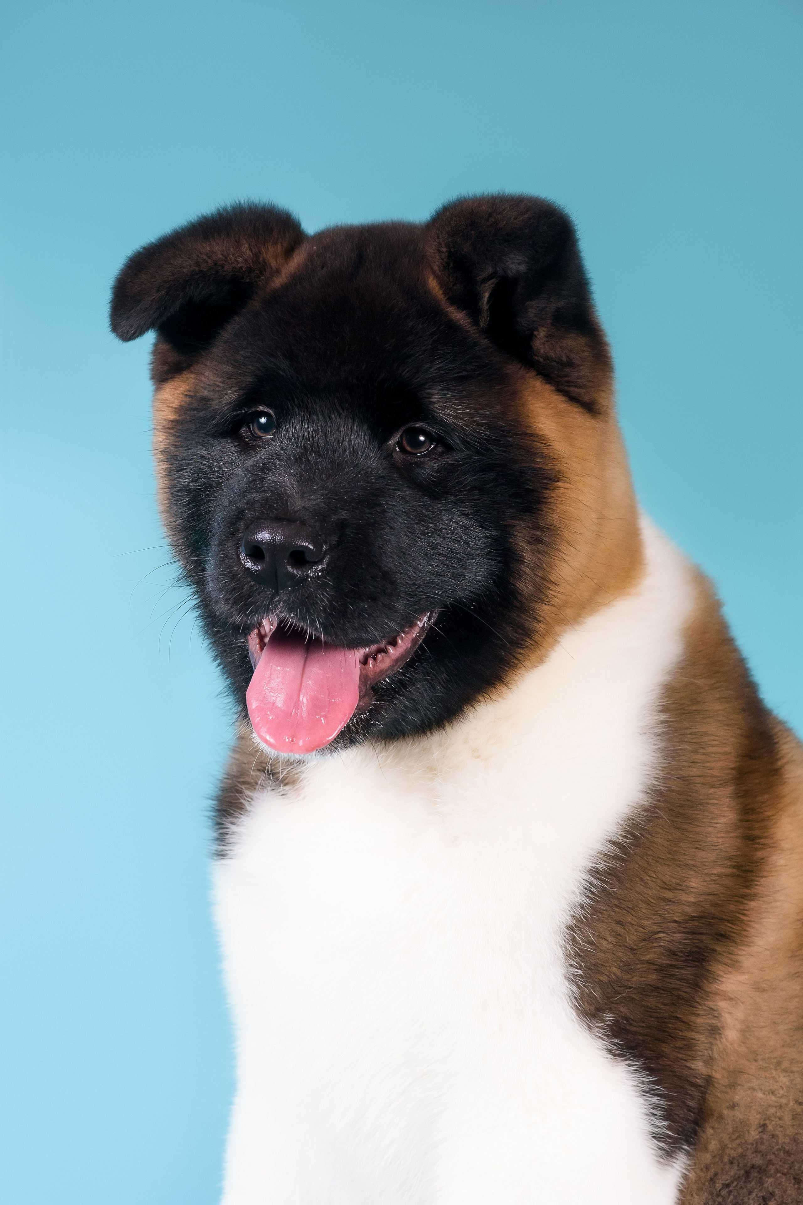 Фотограф — Анималист | Анна Абрамова