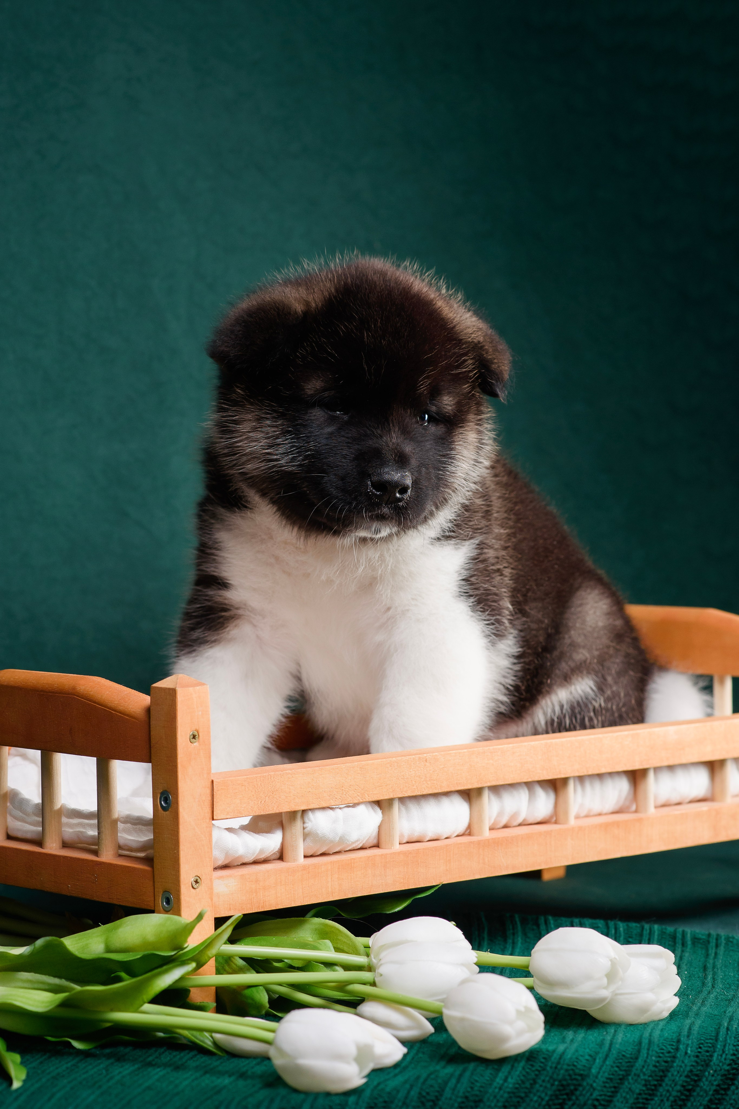 Щенки Американской Акиты. Фотограф — Анималист | Анна Абрамова