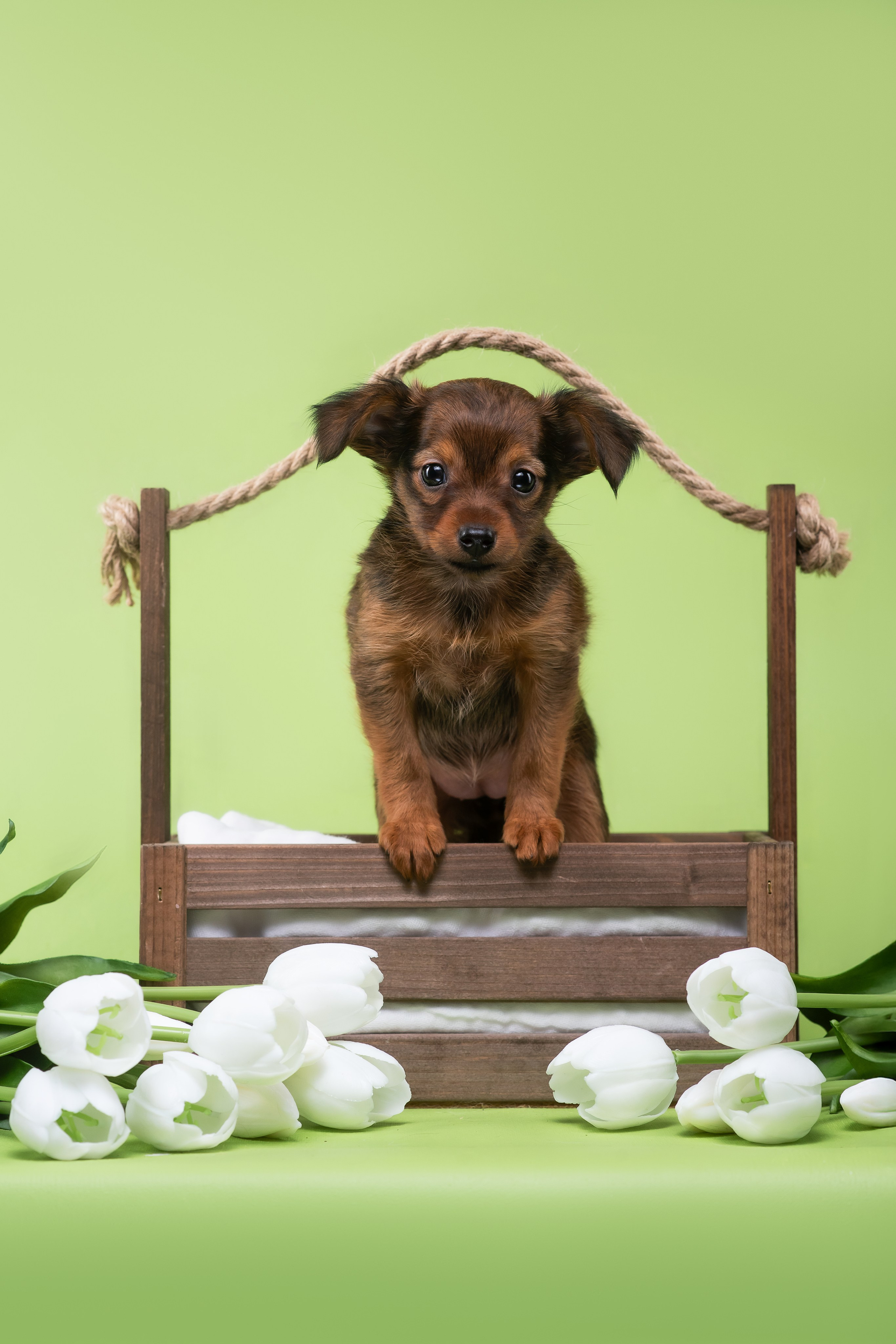 Пражские крысарики — 02.04.2025. Фотограф — Анималист | Анна Абрамова