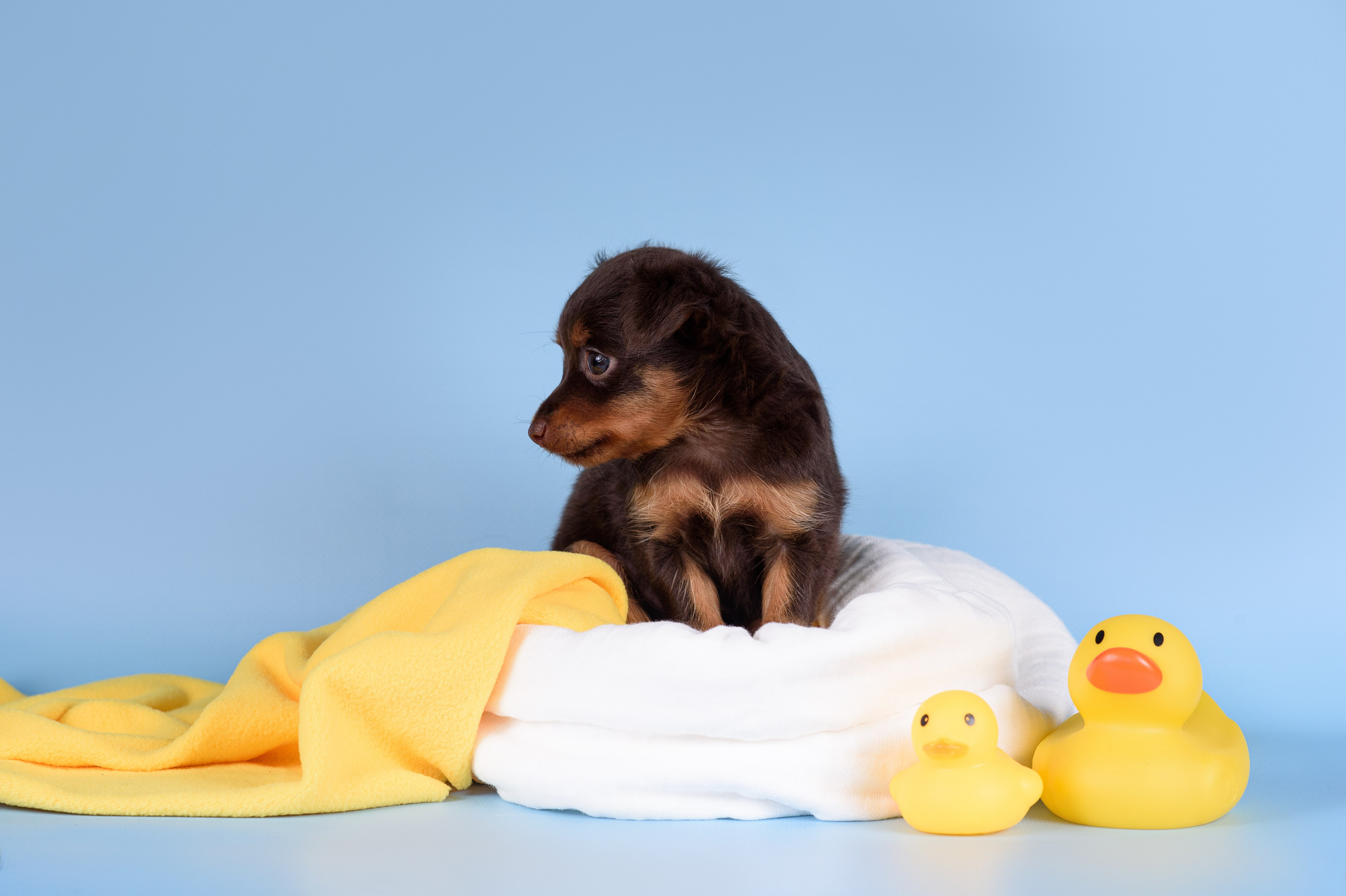 Щенки Пражских крысариков -13.04.2024. Фотограф — Анималист | Анна Абрамова