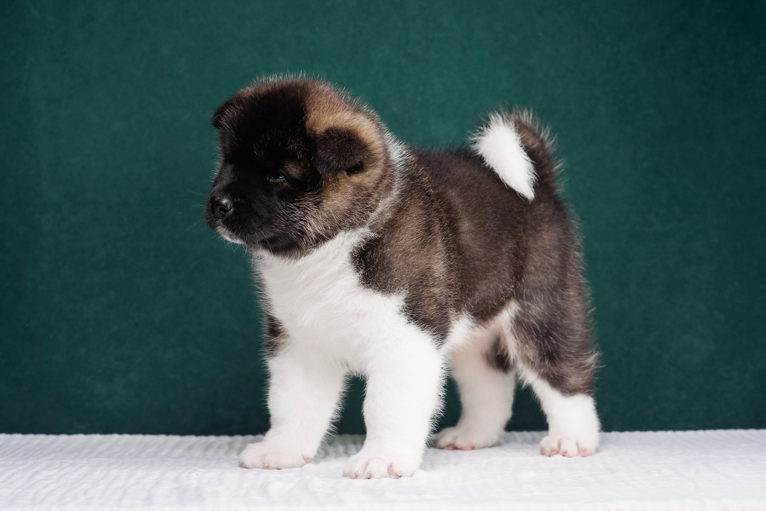 Щенки Американской Акиты. Фотограф — Анималист | Анна Абрамова