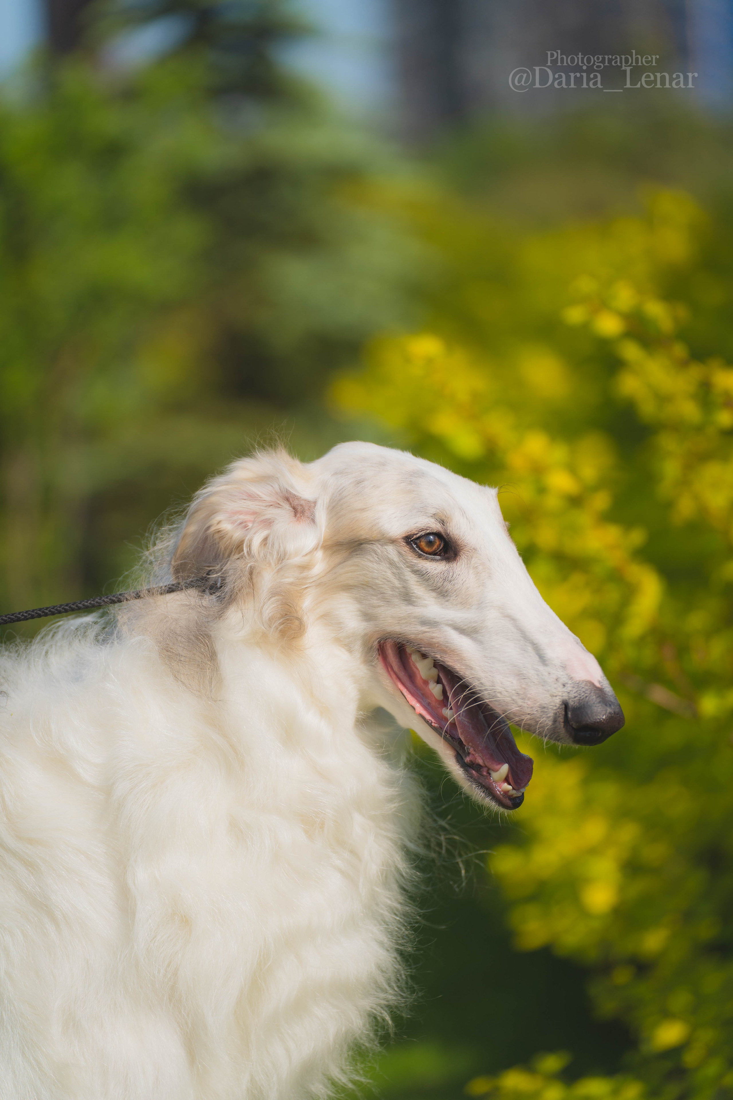 Выставки собак. Фотограф в Москве Ленарская Дарья