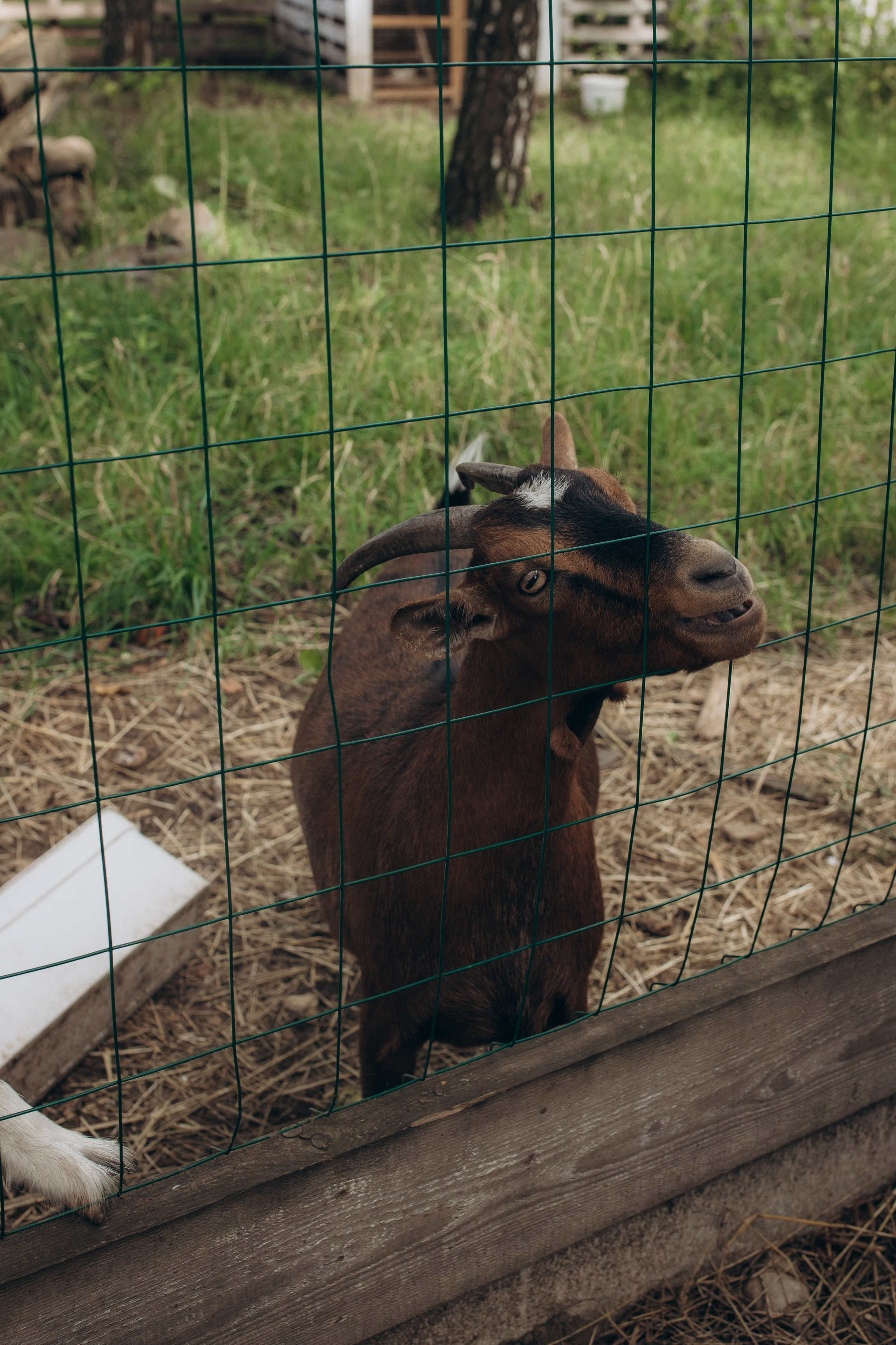 Гендер пати. Семейный и домашний фотограф в Москве и МО Королева Валерия