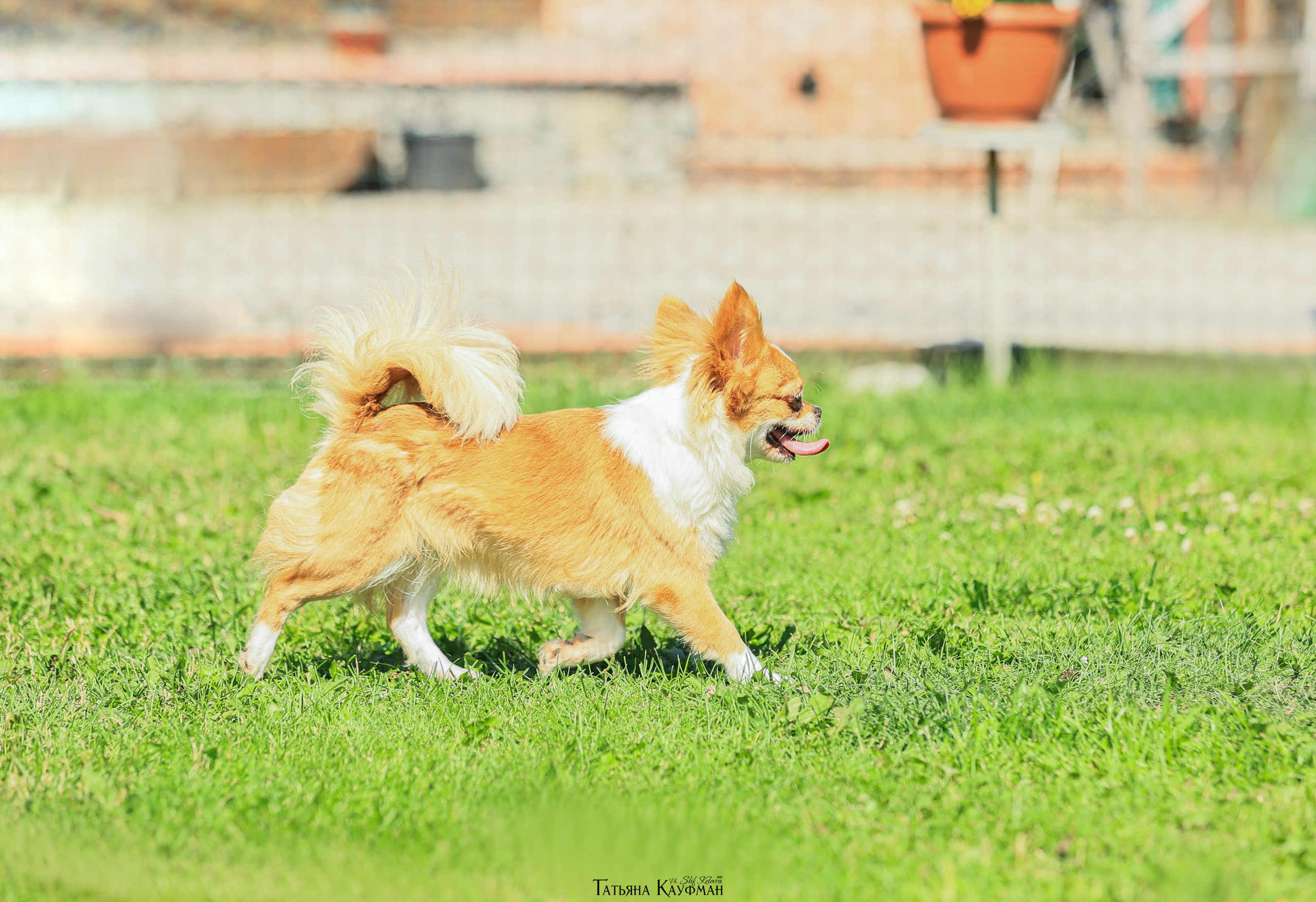 Чухуа хуа, собака в цветах, красивая собака, фотограф анималист, фотокурс Анималистика, научиться фотографировать собак, фотограф Новосибирск
