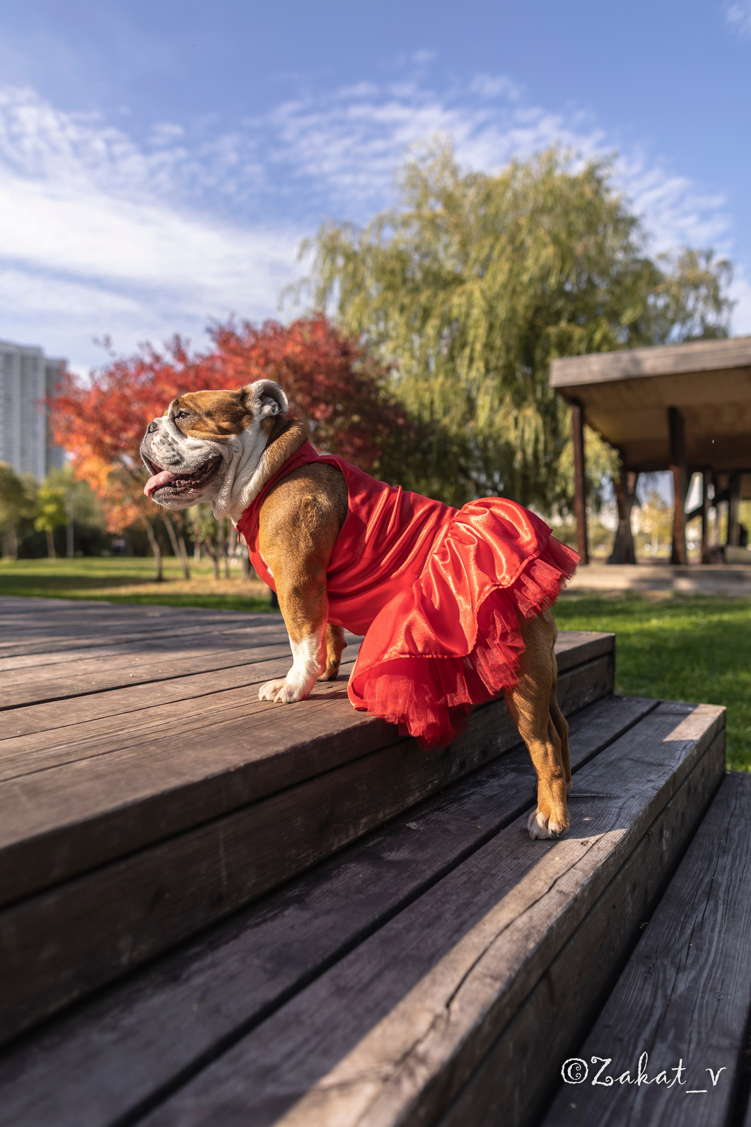 Фотосъемка собак (Бульдоги). Репортажный фотограф, Москва, Закат