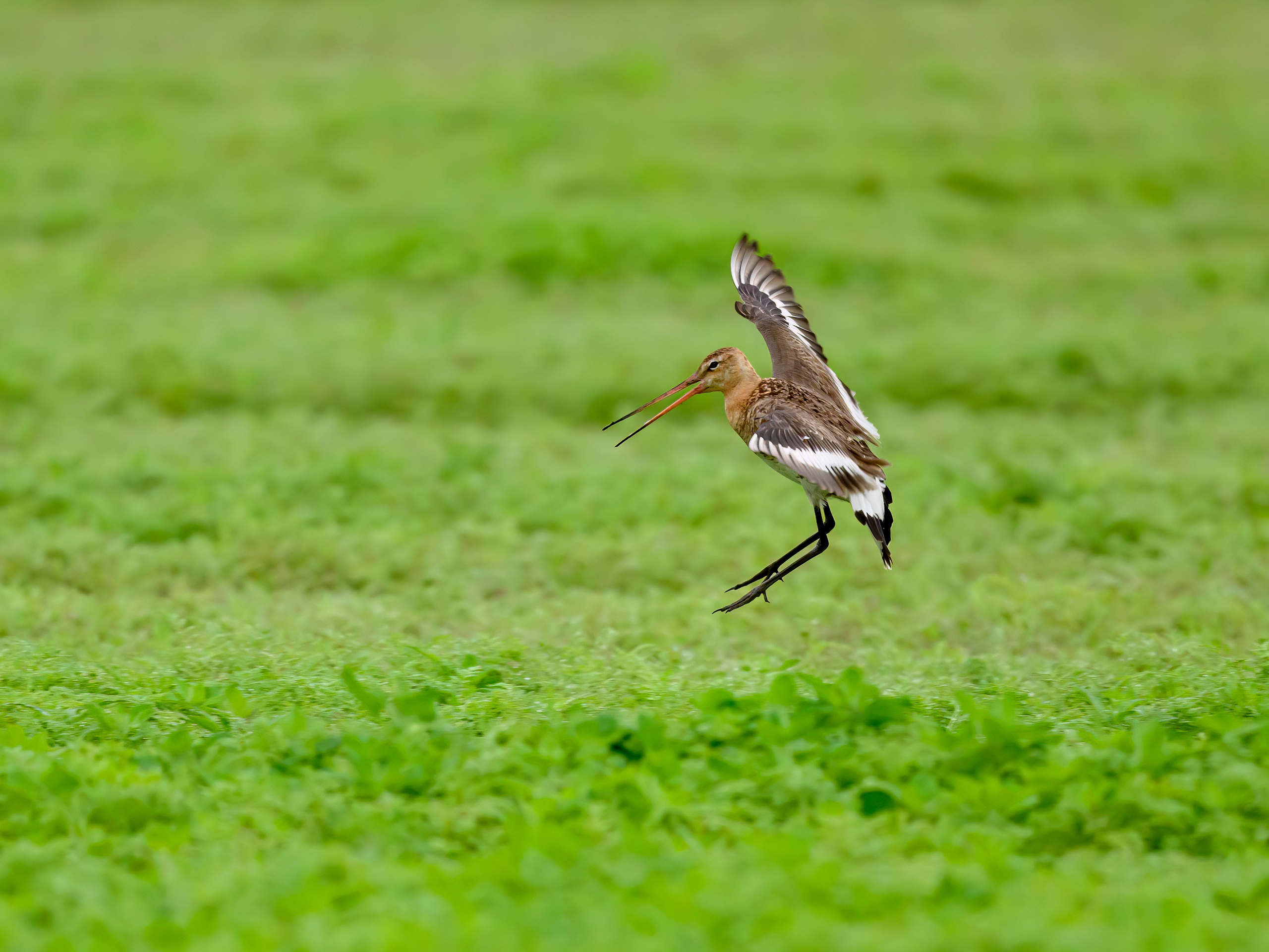 Веретенник. Фотограф Сергей Пупонин