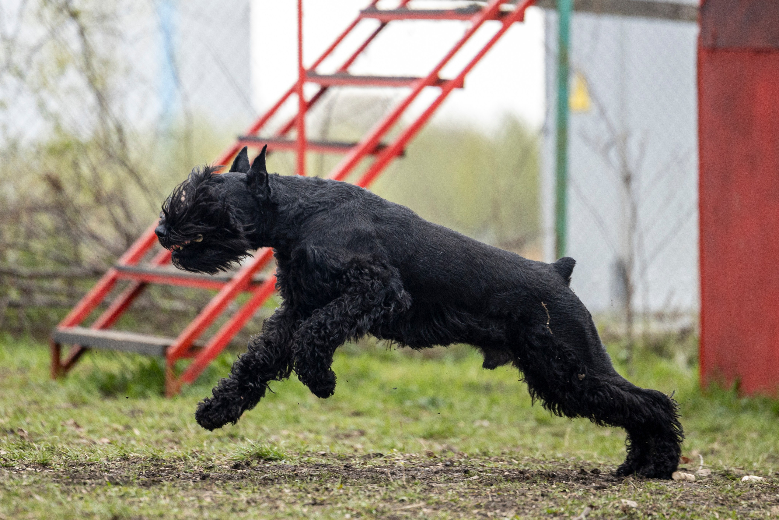 Квалификационные состязания по мондьорингу г. Вологда 11.05.24. Фотограф-анималист Анна Маринич