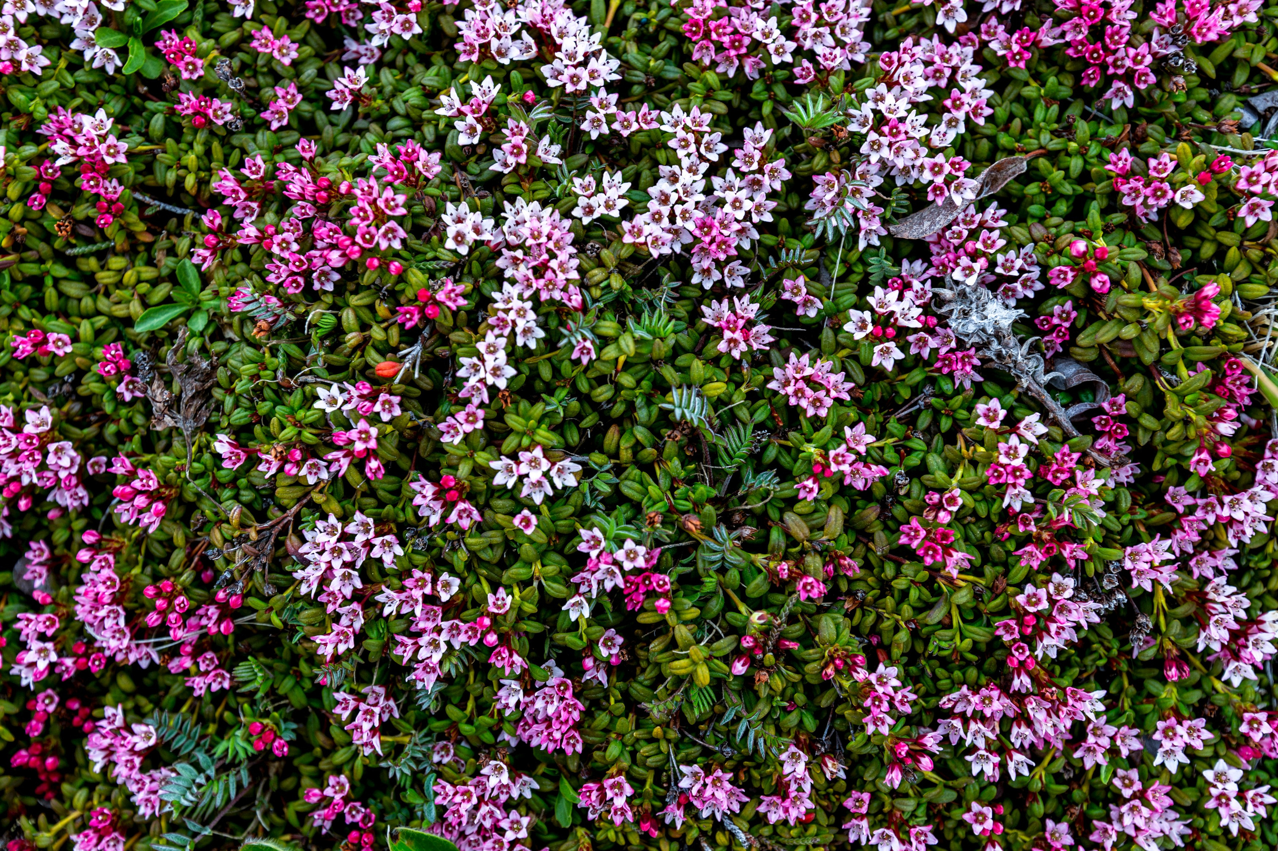 Вулкан Горелый — кратеры, озёра и походы. Время Камчатки: чтобы найти свой путь, нужно скорость умножить на время