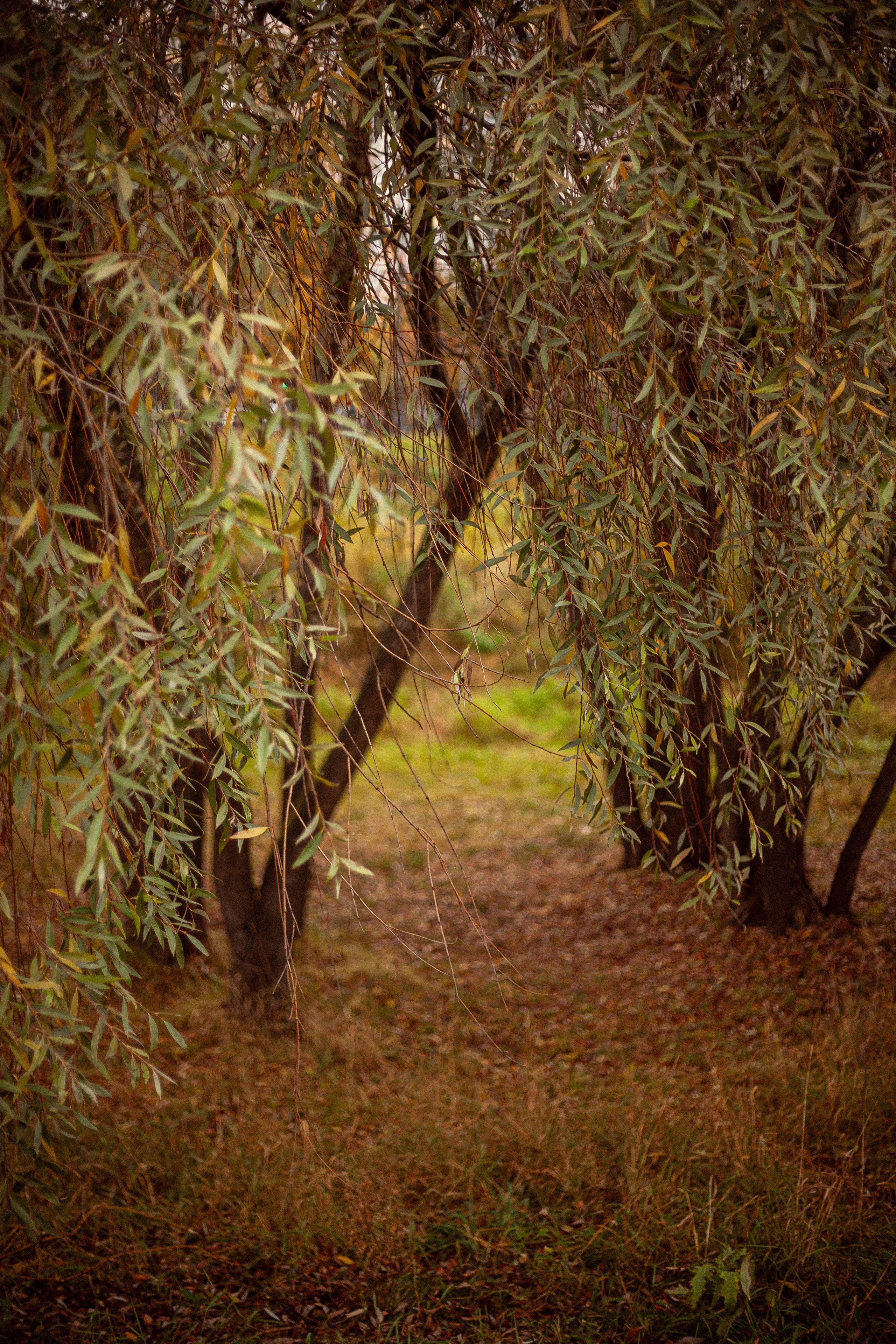 Осенняя серия. Фотограф в Москве. Екатерина Митина