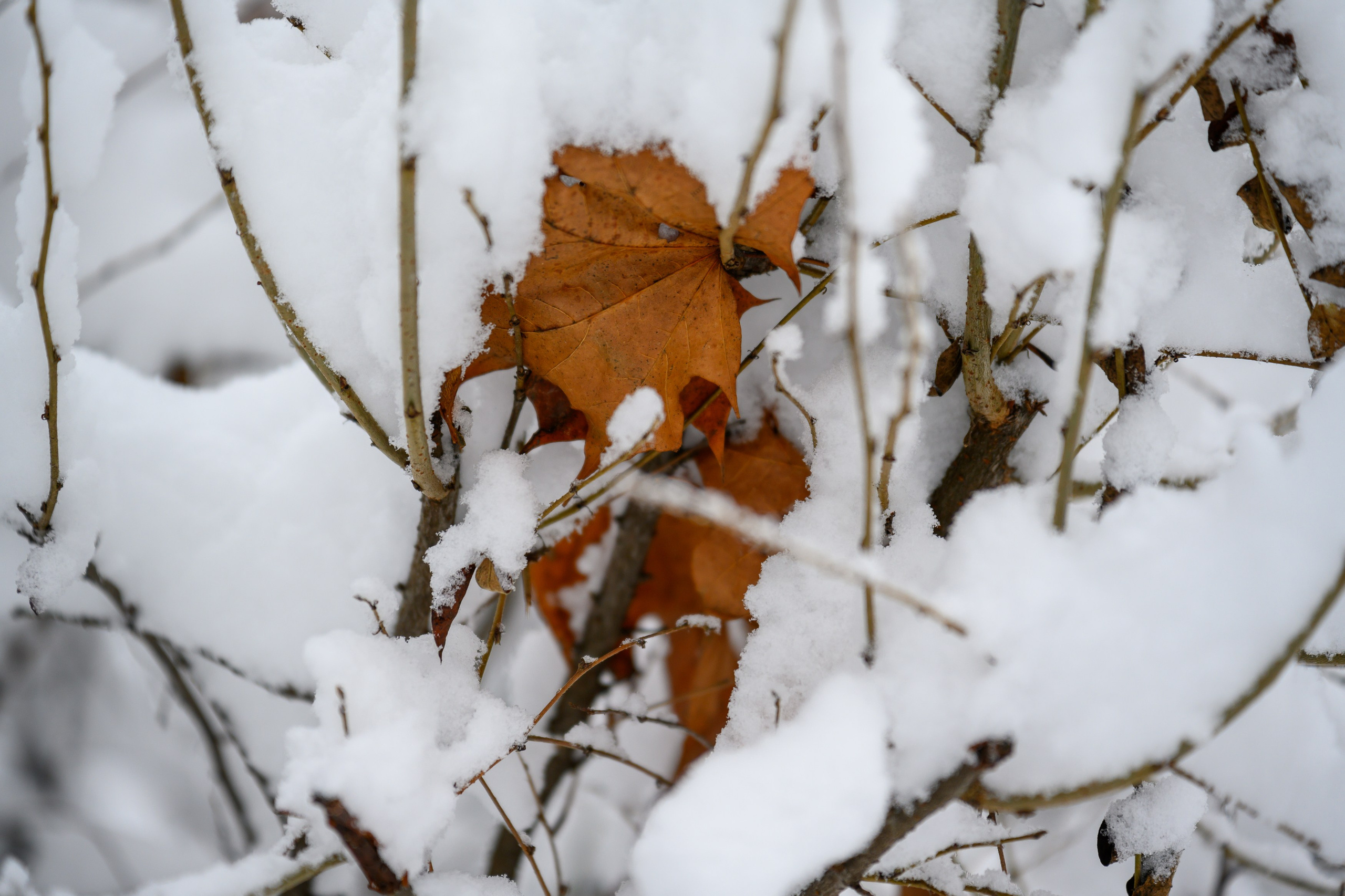 Landscape, nature, plants, details of the world around us. Personal website of photographer Dmitry Raikin